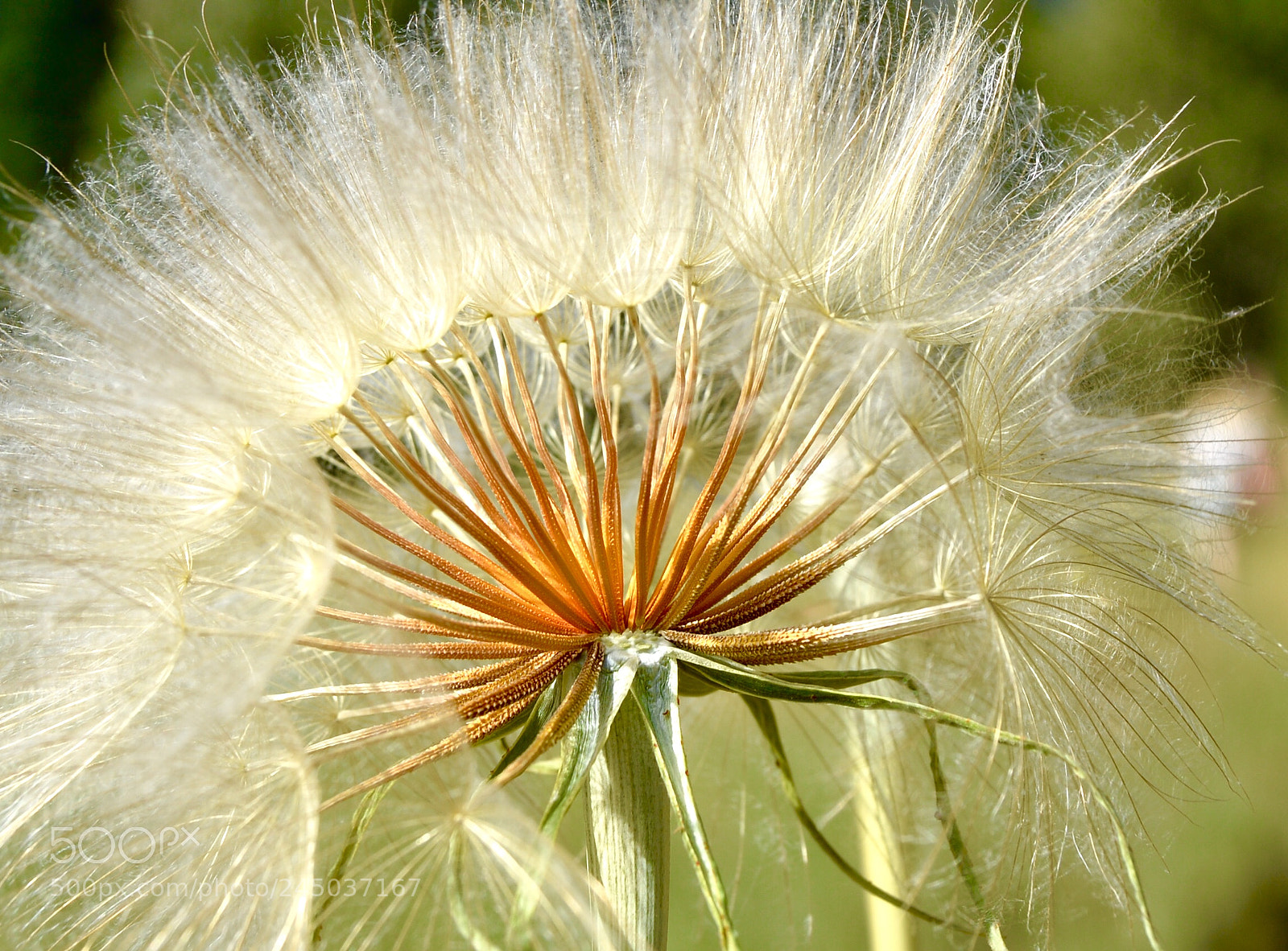 Nikon D3200 sample photo. Flower photography