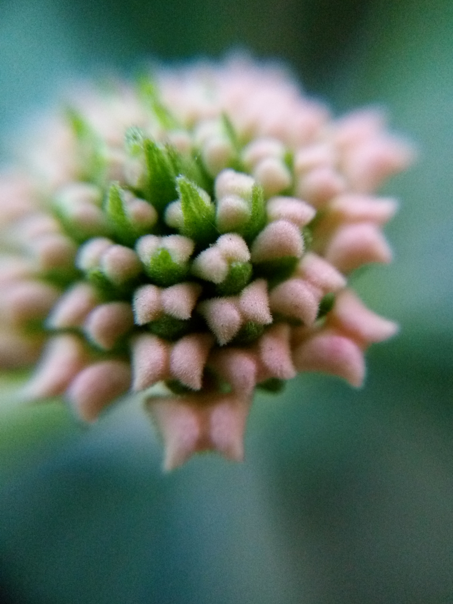 Lenovo VIBE X3 LITE sample photo
