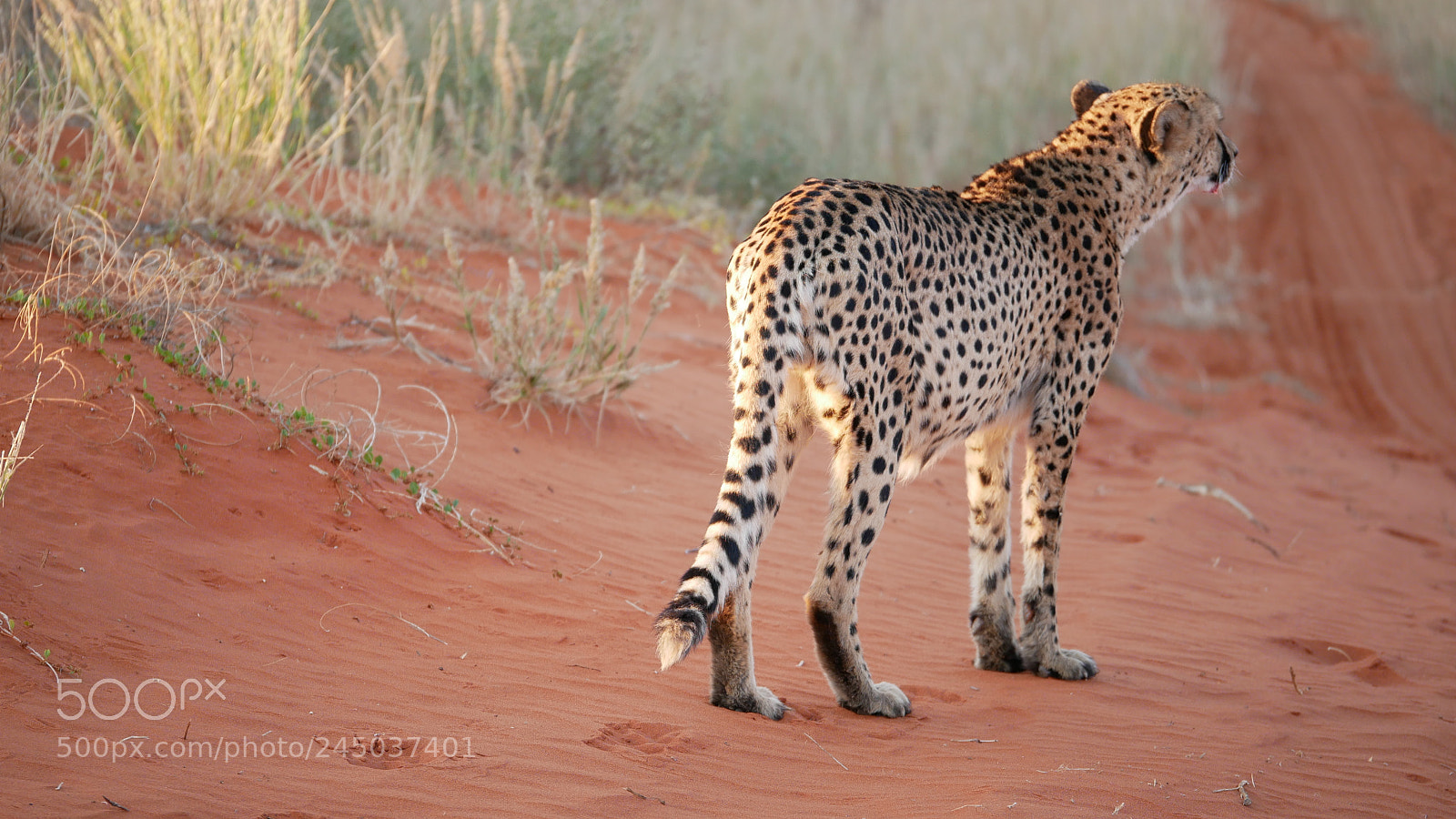 Panasonic Lumix DMC-GX85 (Lumix DMC-GX80 / Lumix DMC-GX7 Mark II) sample photo. Namibia 2 photography