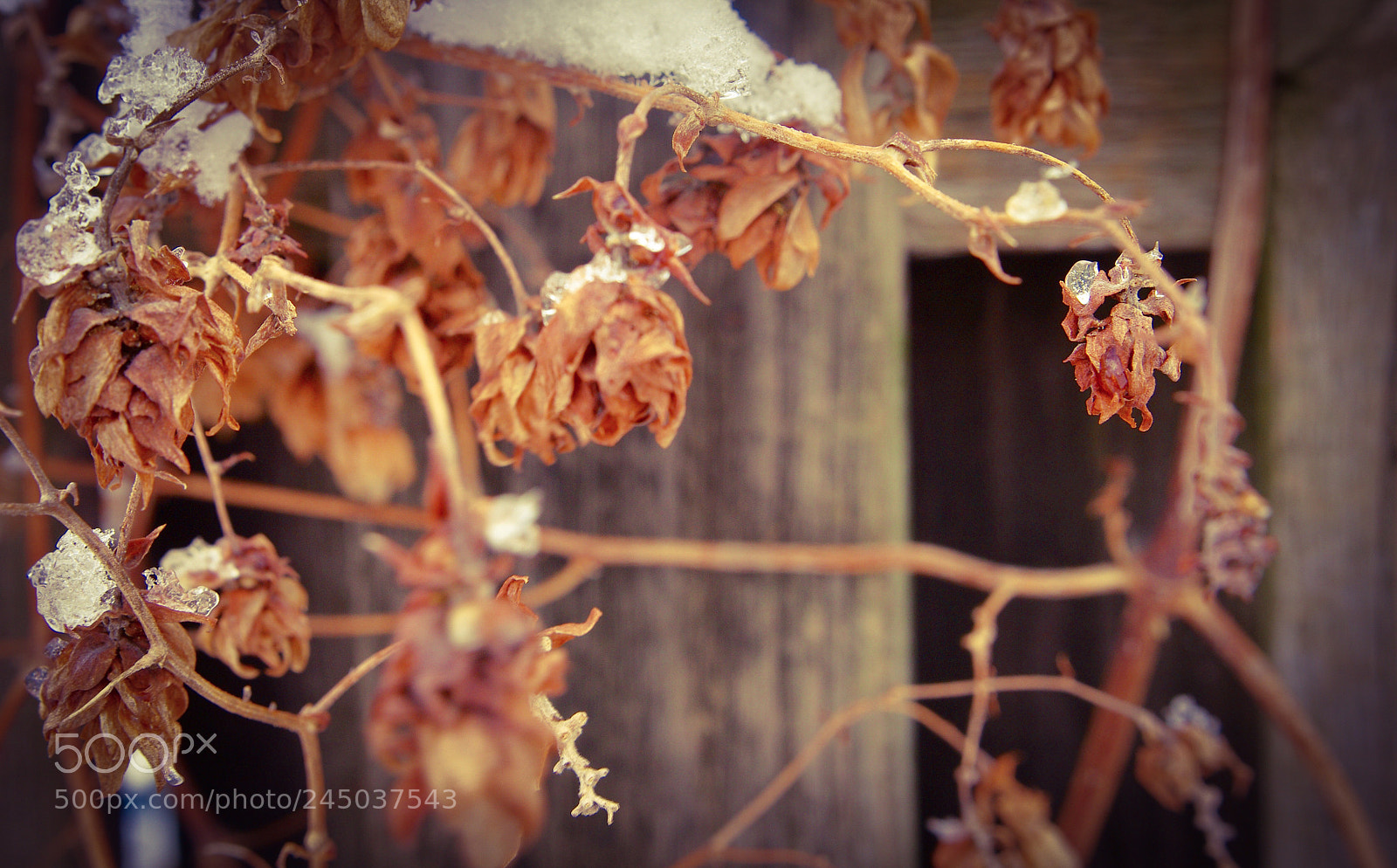 Pentax K-5 IIs sample photo. Untitled photography