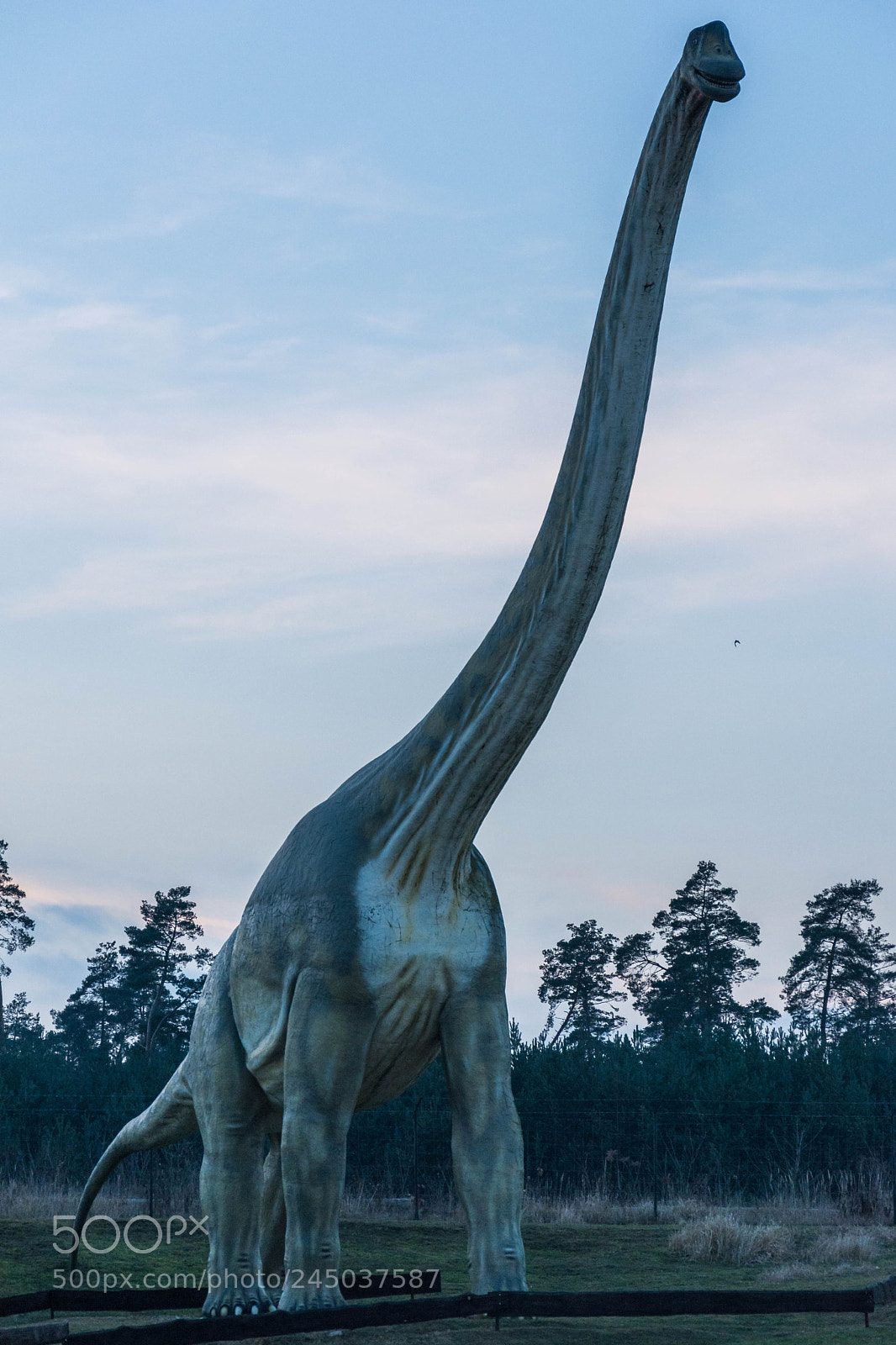 Nikon D5200 sample photo. Dino photography