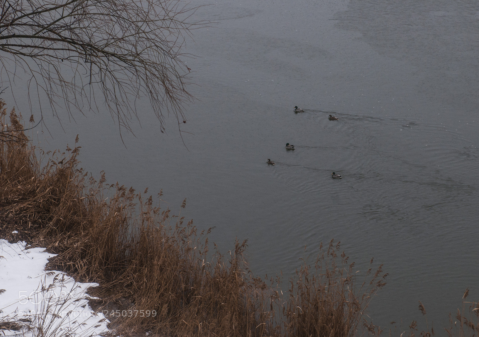 Nikon D300 sample photo. River and ducks photography