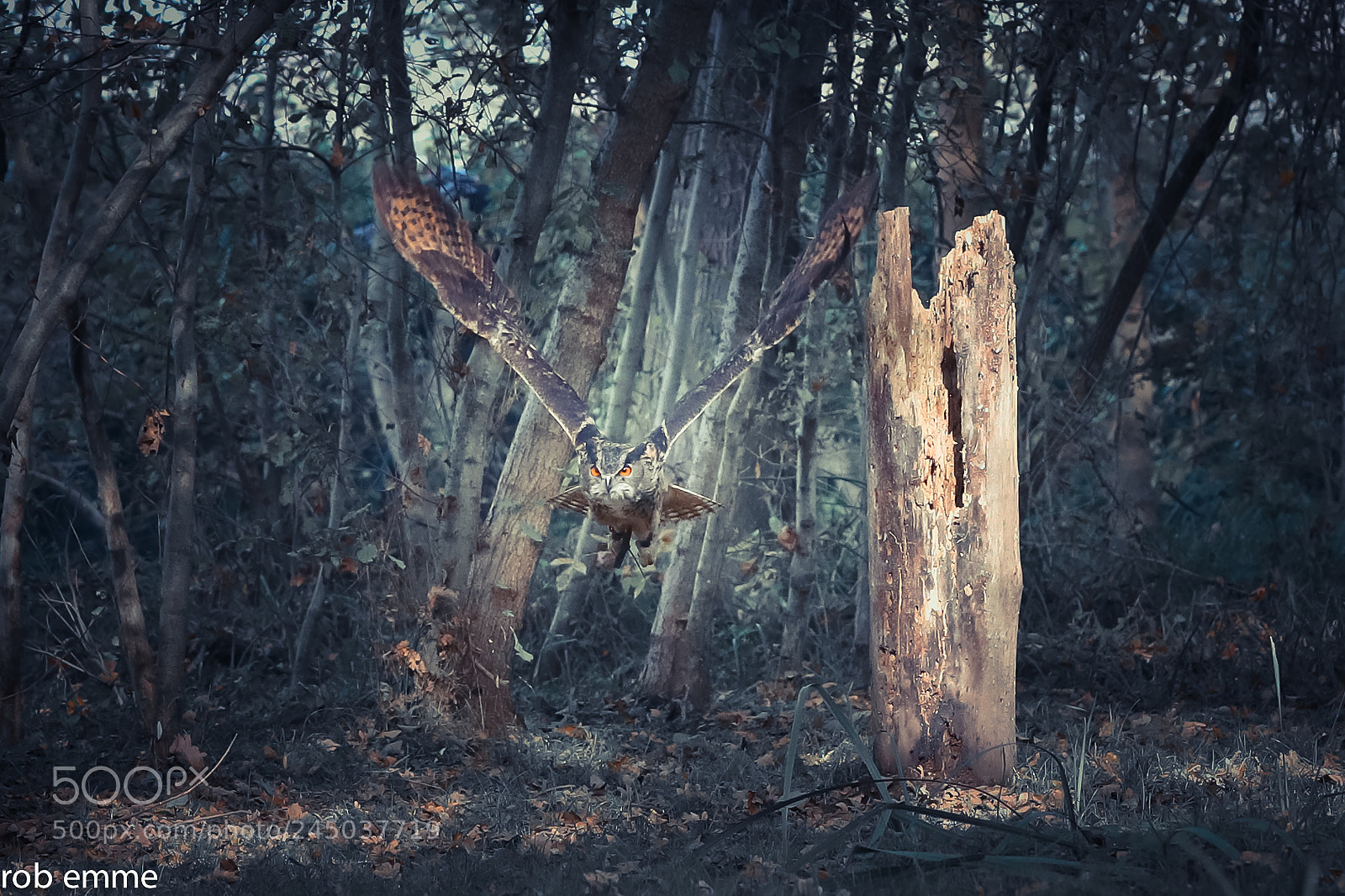 Canon EOS-1D X Mark II sample photo. Real owl photography