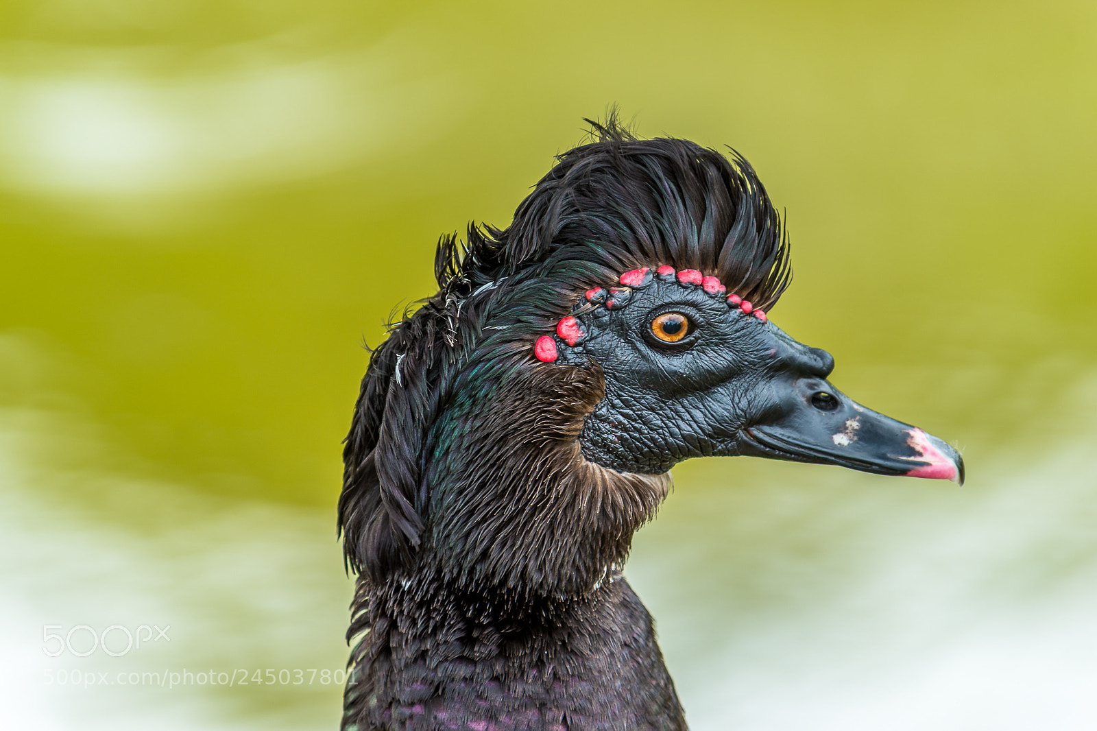Sony SLT-A99V sample photo. Hairstyle bird. photography