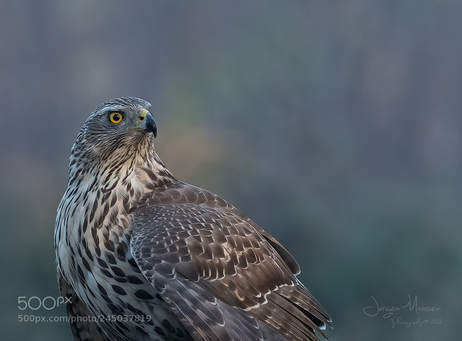 Canon EOS 7D Mark II sample photo. Northern goshawk. photography