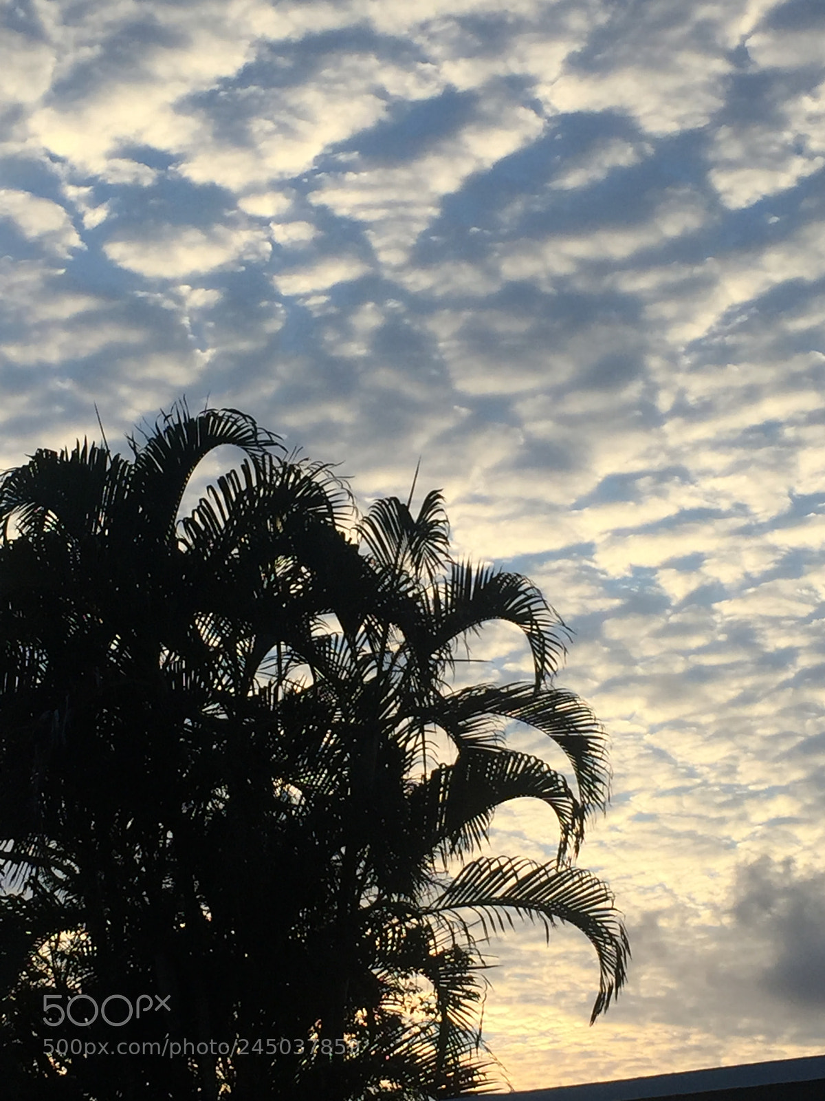 Apple iPhone 6 sample photo. By khaled rodr guez photography