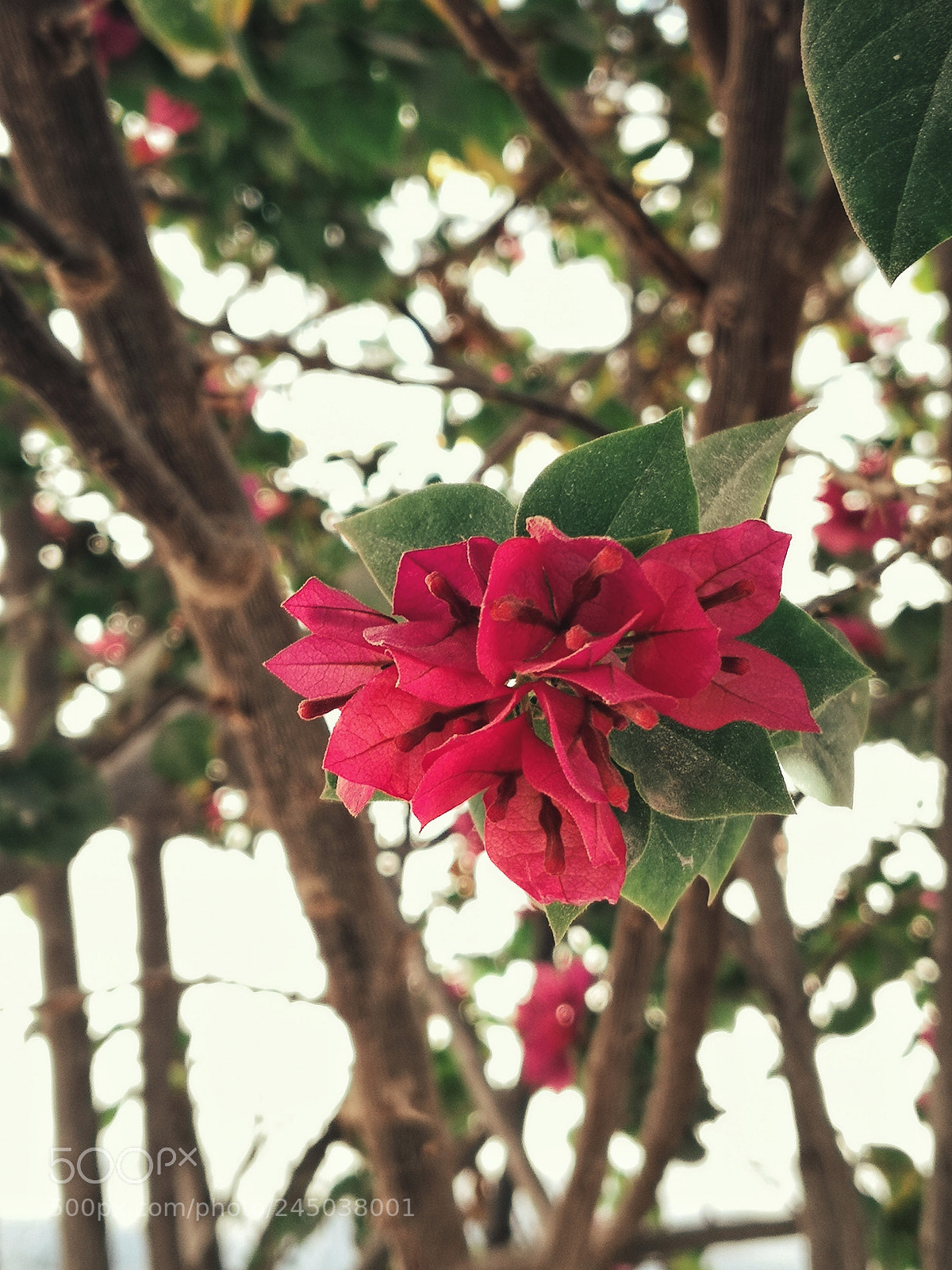HUAWEI Mate 10 sample photo. Kinda red photography