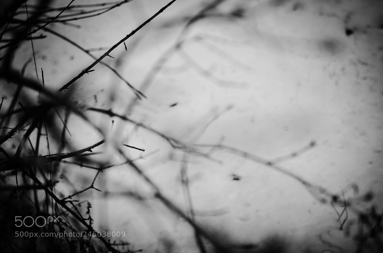 Pentax K-5 IIs sample photo. Untitled photography