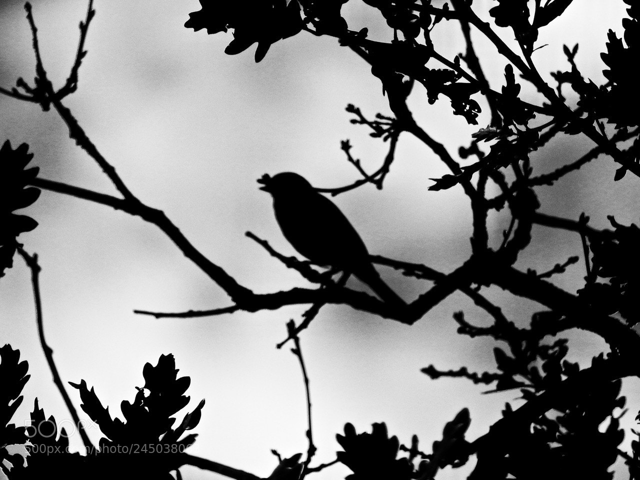 Nikon Coolpix P610 sample photo. Bird #e photography