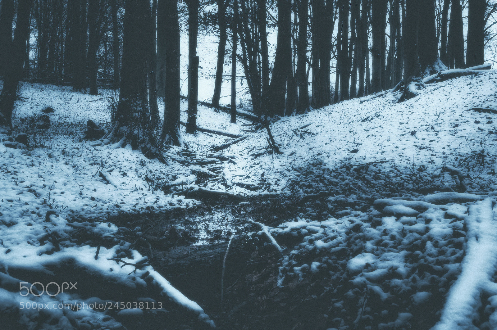 Nikon D5000 sample photo. Winter wonderland photography