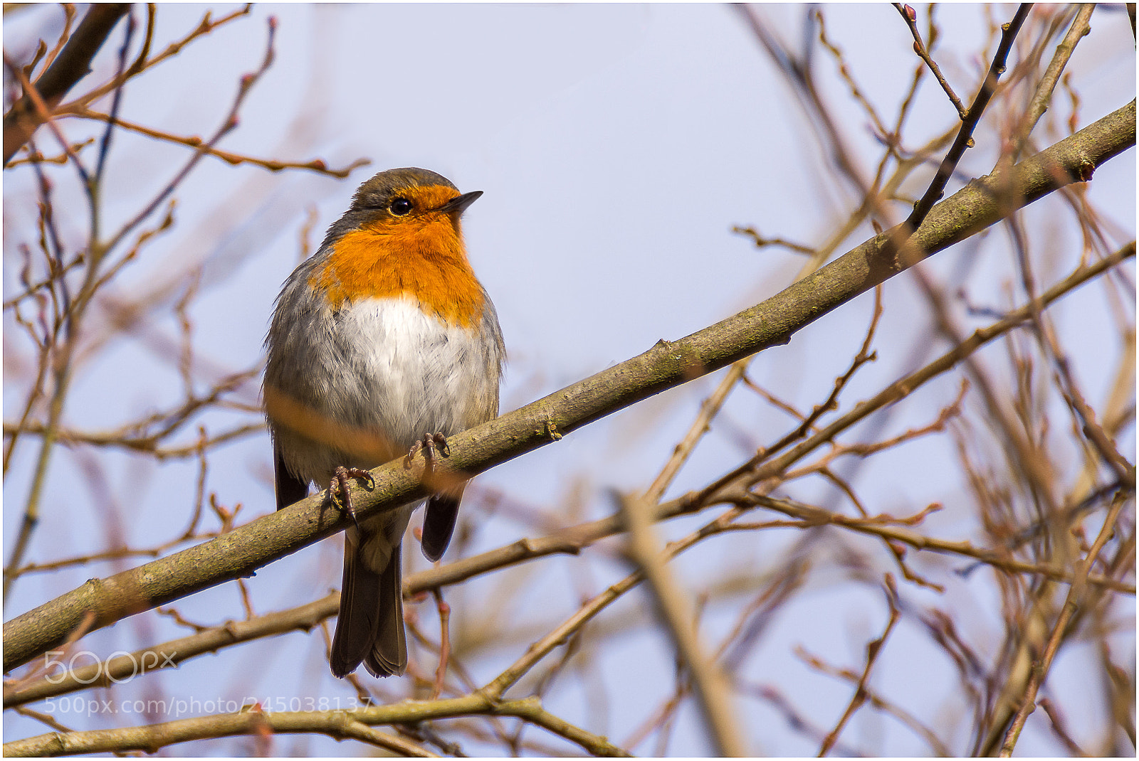 Nikon D7200 sample photo. Robin red breast photography