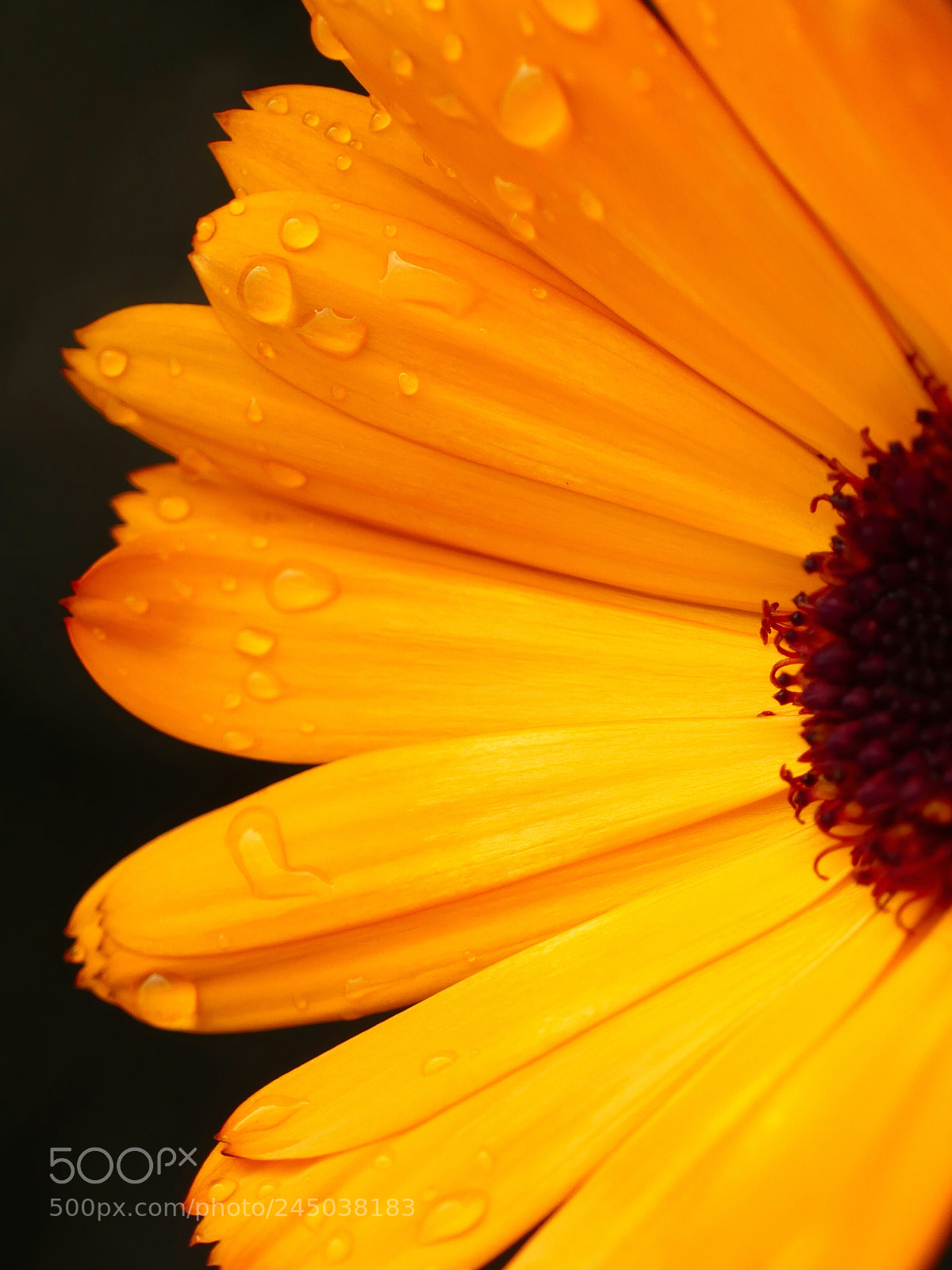 Panasonic Lumix DMC-FZ300 sample photo. Goudsbloem photography