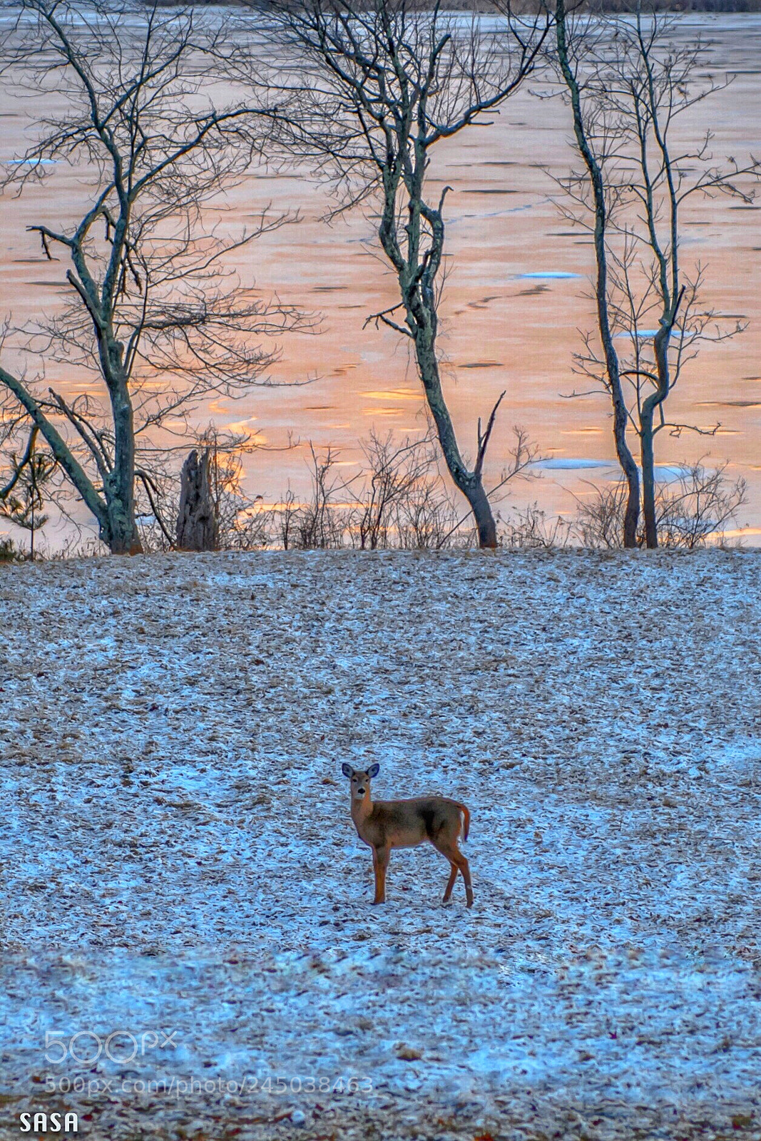 Nikon D850 sample photo. Deer photography