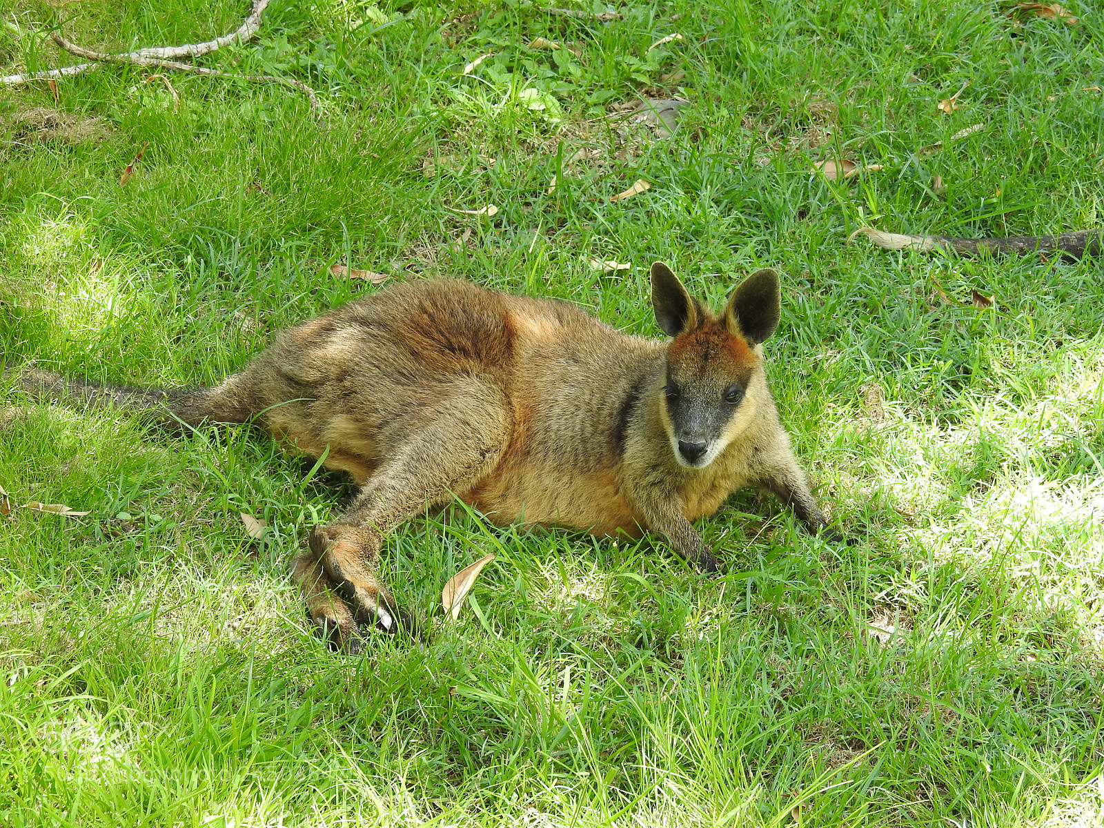 Nikon Coolpix P900 sample photo. Sunbaking kangaroo photography