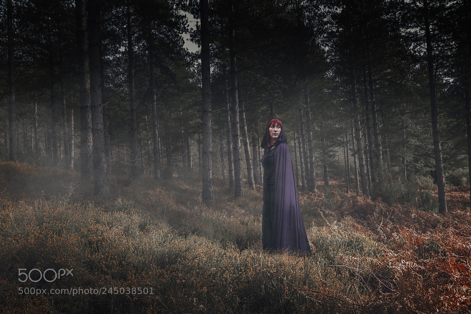 Nikon D810 sample photo. Stroll in the heather photography