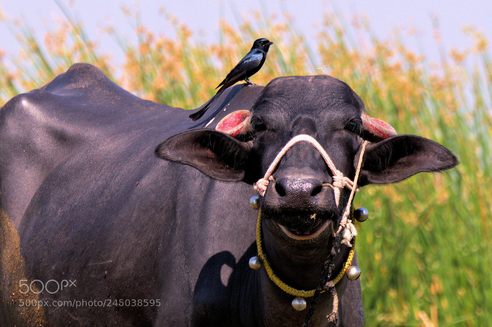 Nikon D5500 sample photo. Drongo riding on a photography