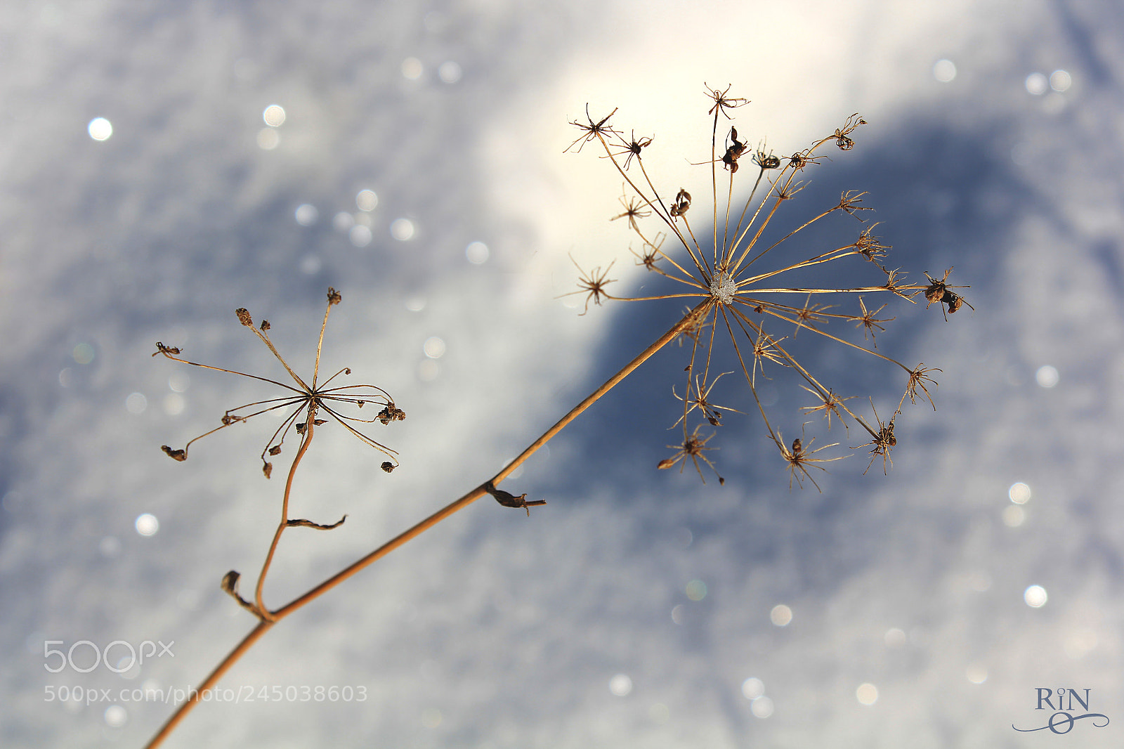 Canon EOS 1200D (EOS Rebel T5 / EOS Kiss X70 / EOS Hi) sample photo. On the snow photography