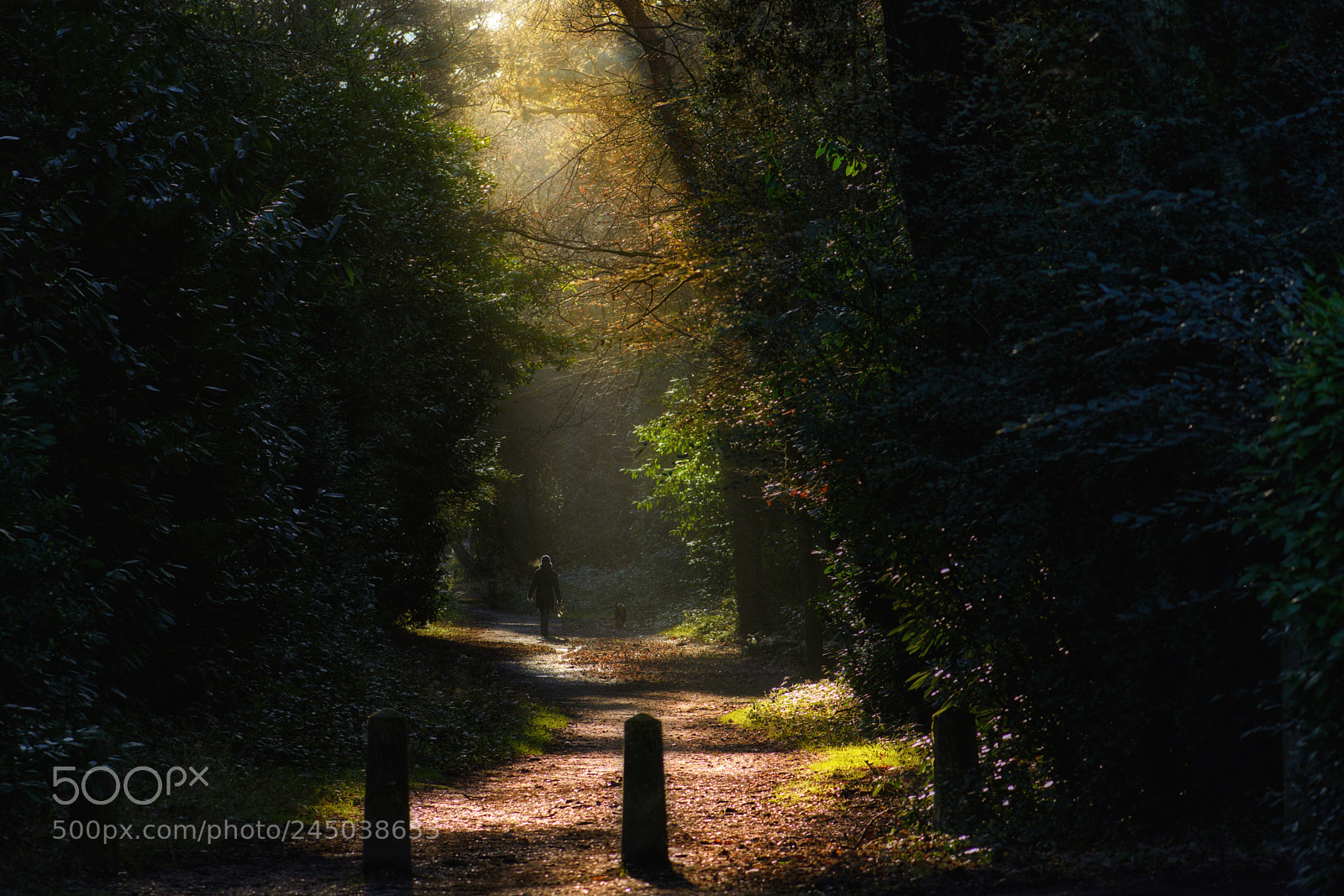 Nikon D7200 sample photo. Walk in the light photography