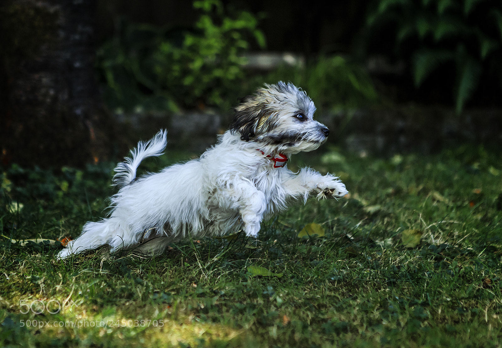 Canon EOS-1D X sample photo. When charlie was young photography