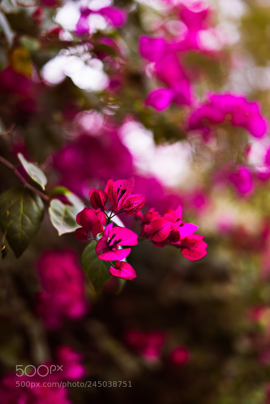 Sony a7S sample photo. Edit photography