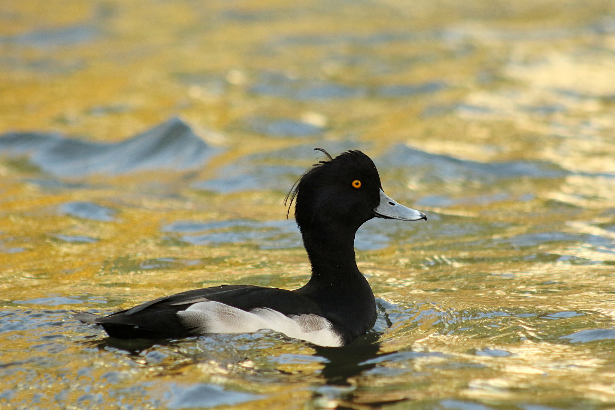Canon EOS 7D Mark II + Canon EF 75-300mm f/4-5.6 USM sample photo. Tufted duck photography