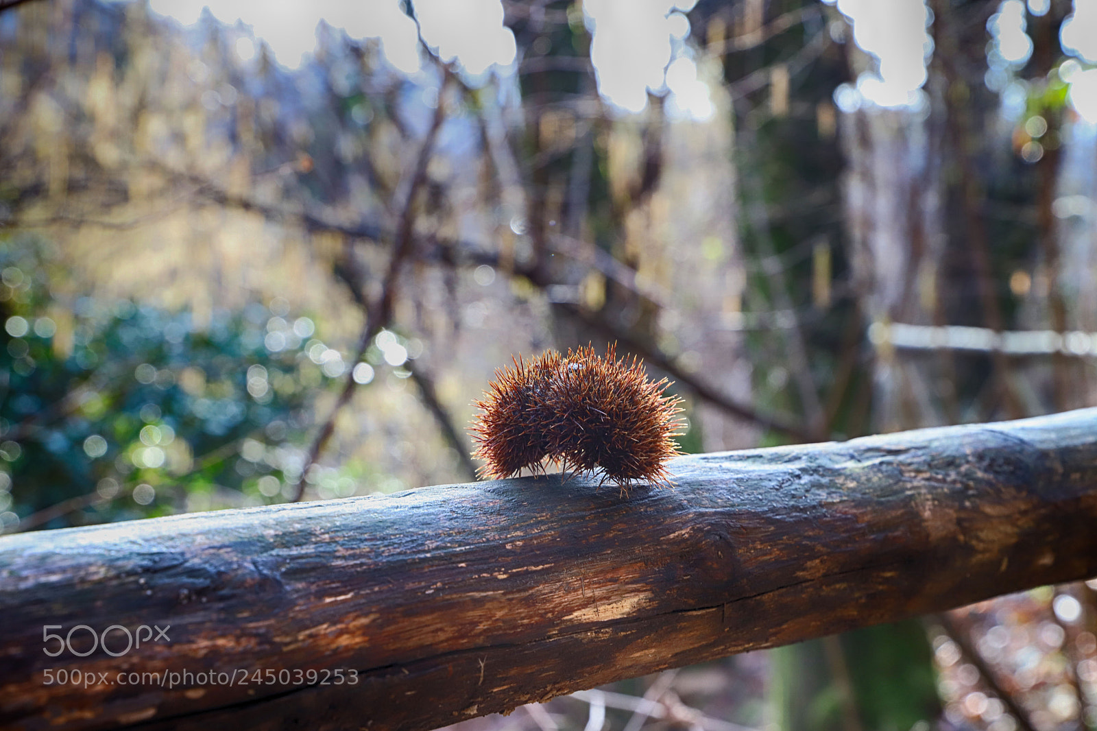 Canon EOS 6D Mark II sample photo. Untitled photography