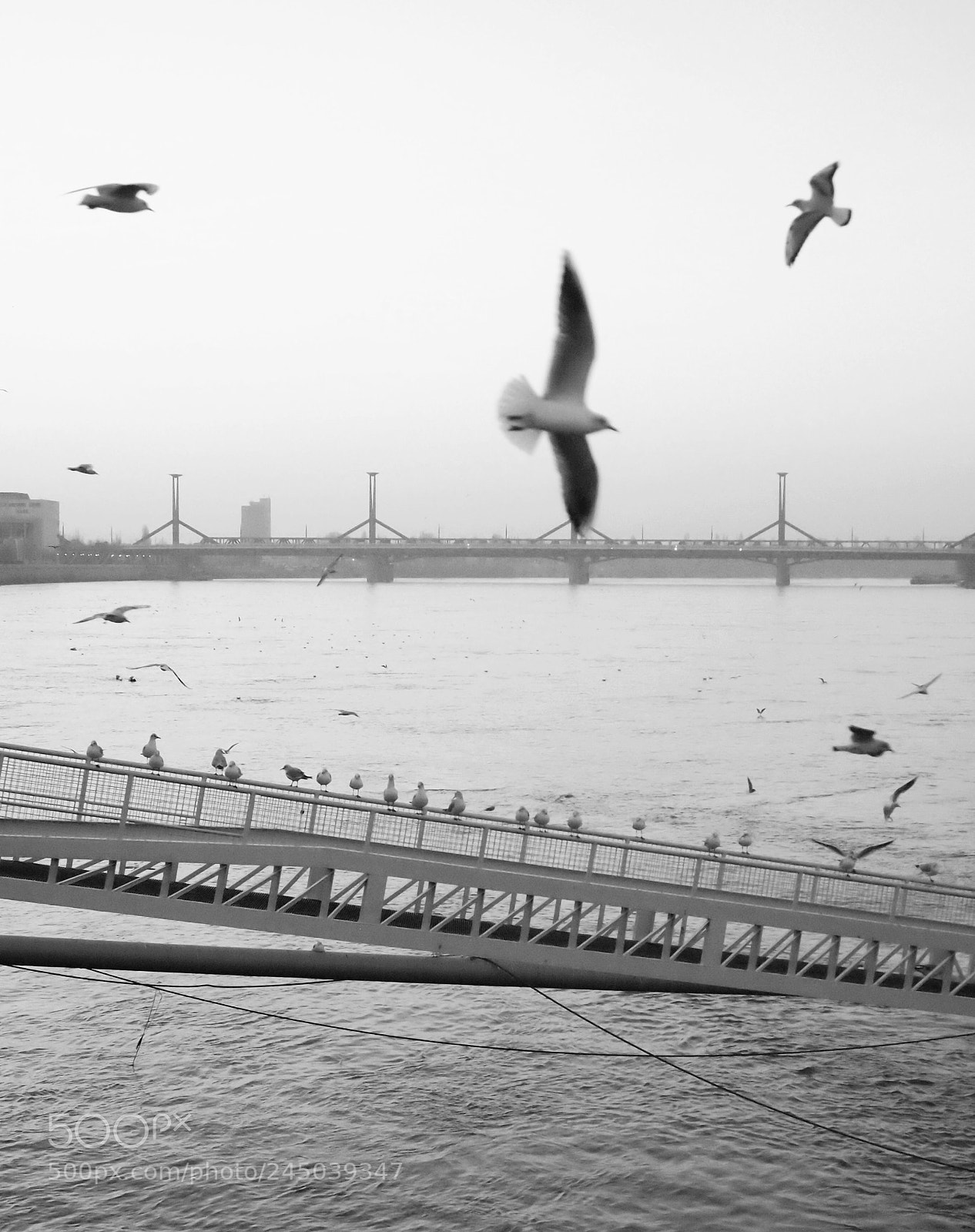 Olympus PEN E-PL1 sample photo. Seagulls photography