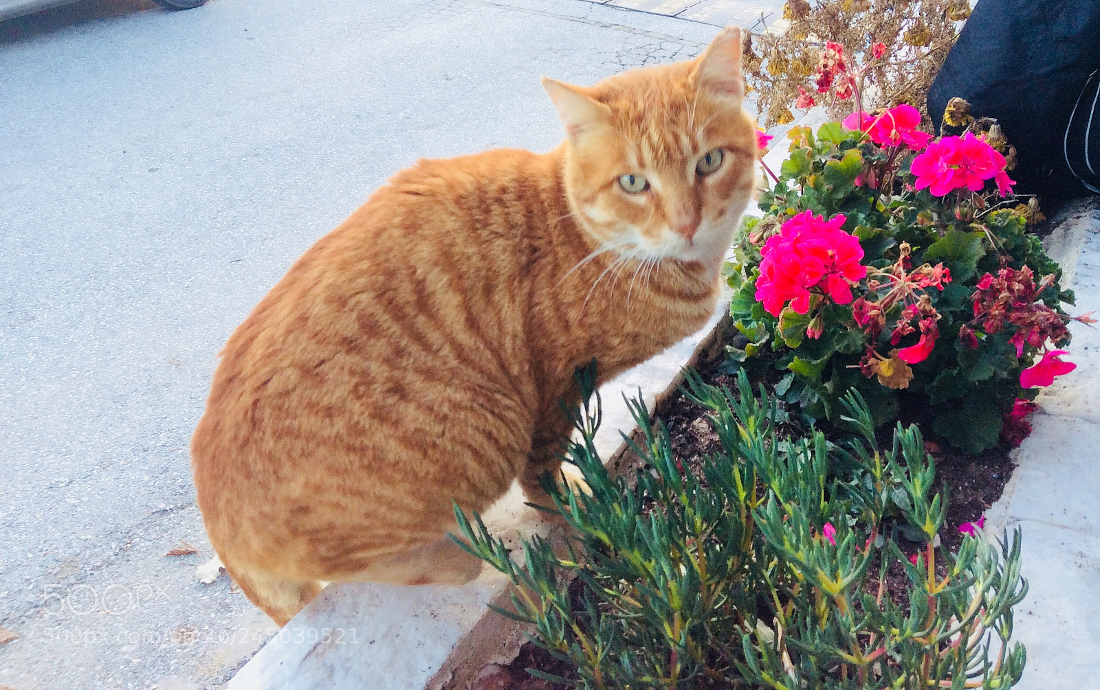 Apple iPad mini 2 sample photo. Cat and flowers photography