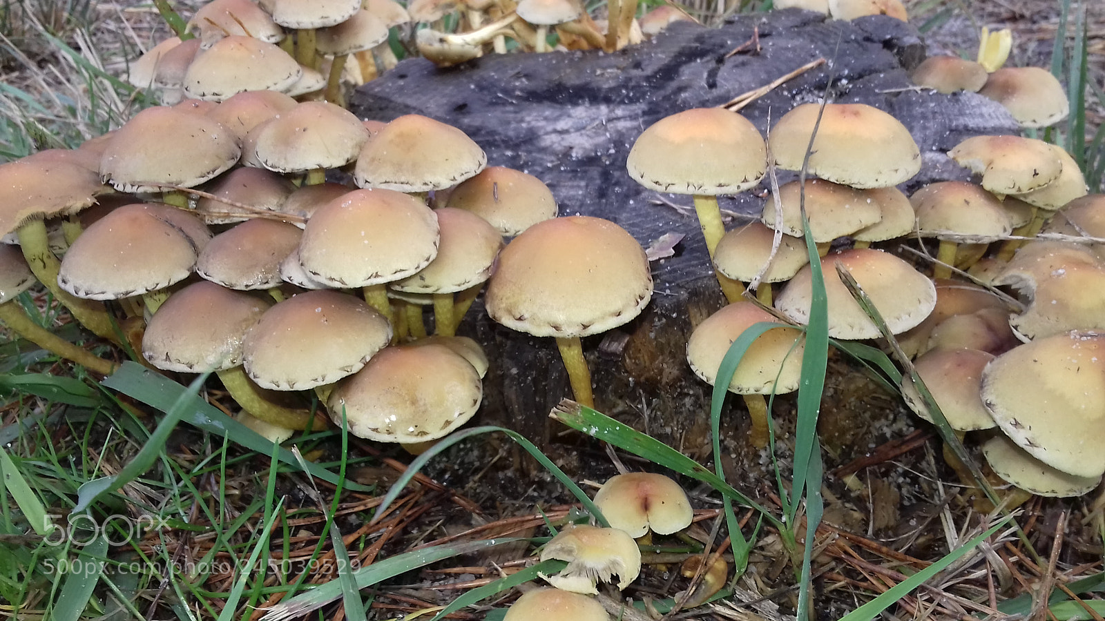 Samsung Galaxy J3(2016) sample photo. Wild mushrooms photography