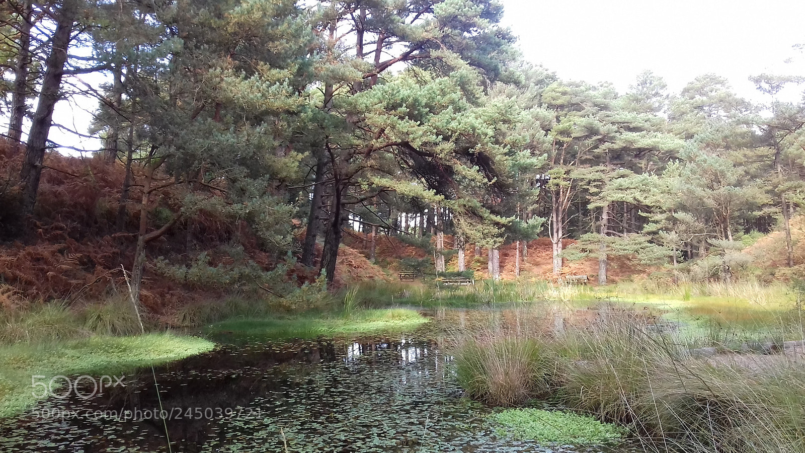 Samsung Galaxy J3(2016) sample photo. Pond life photography