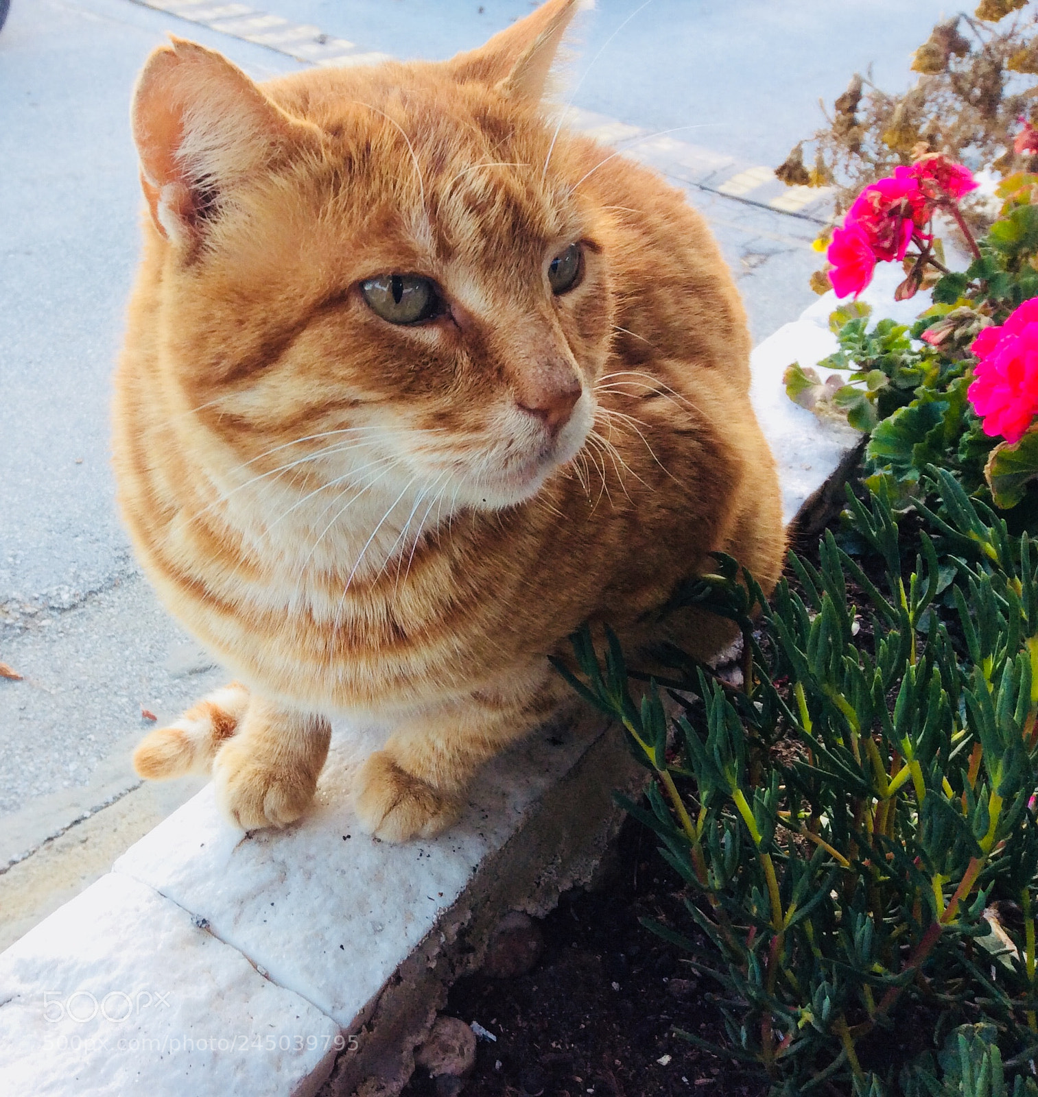Apple iPad mini 2 sample photo. Cat in the garden photography