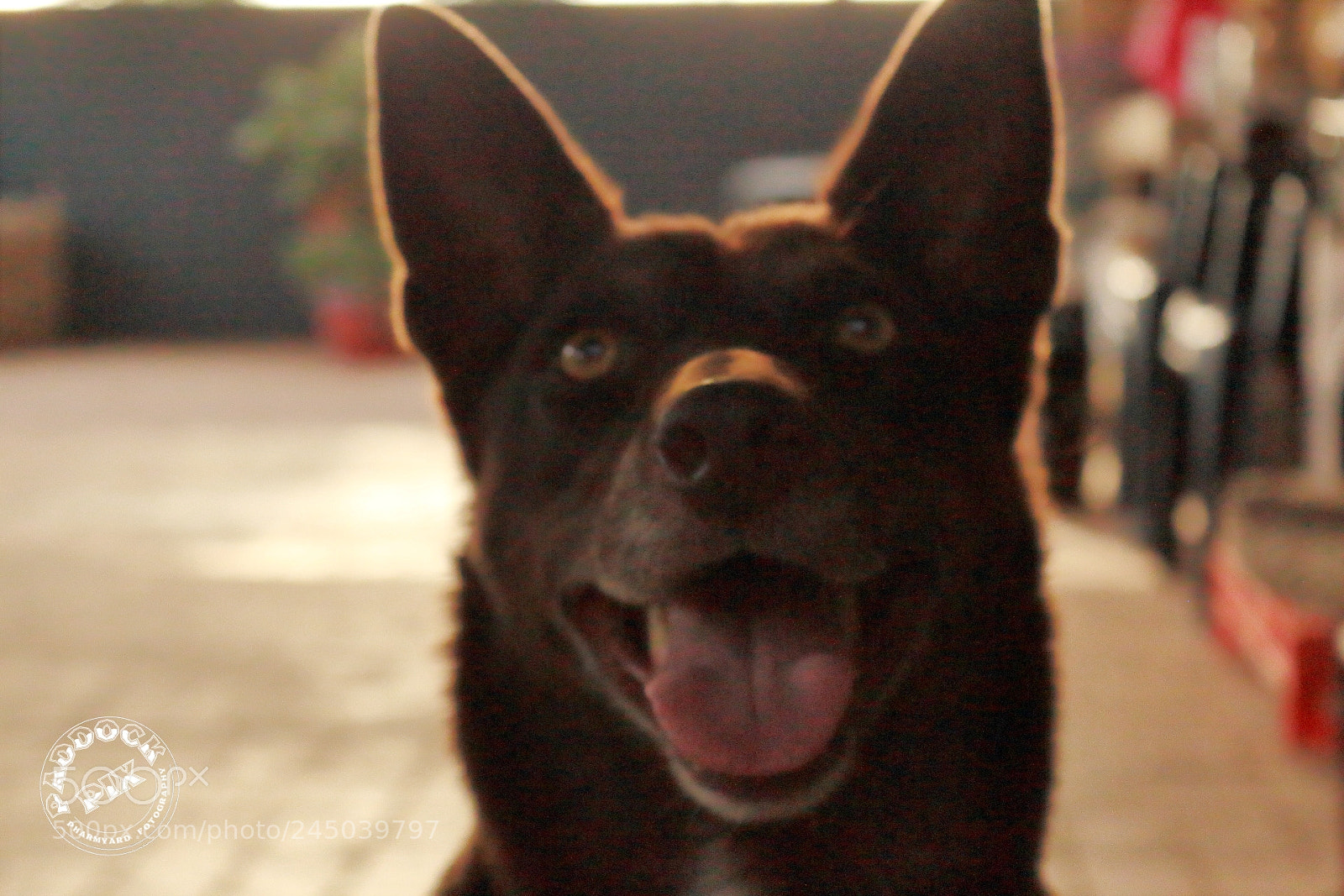 Canon EOS 650D (EOS Rebel T4i / EOS Kiss X6i) sample photo. "merlo" photography