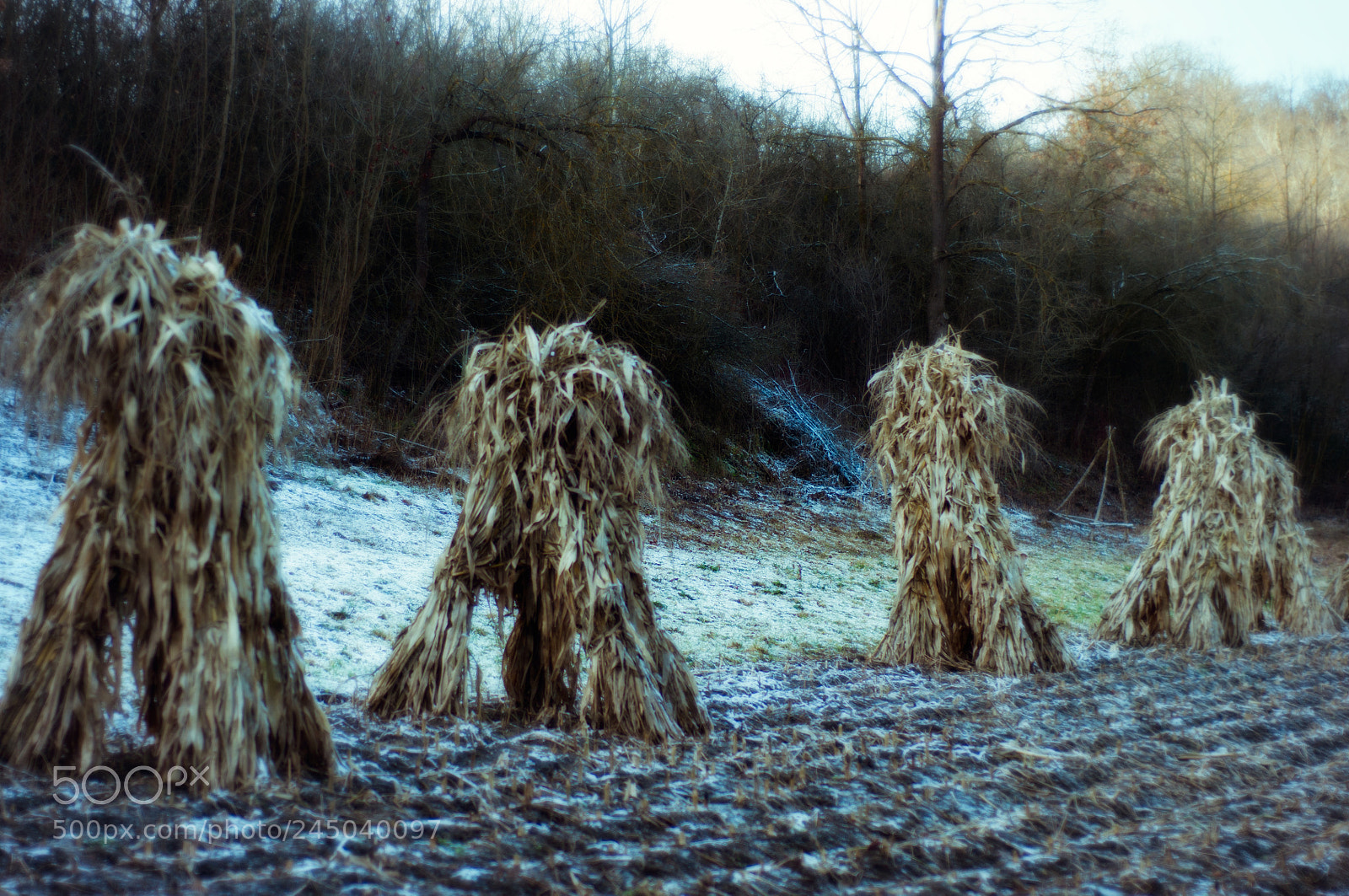 Nikon D90 sample photo. Winter field photography
