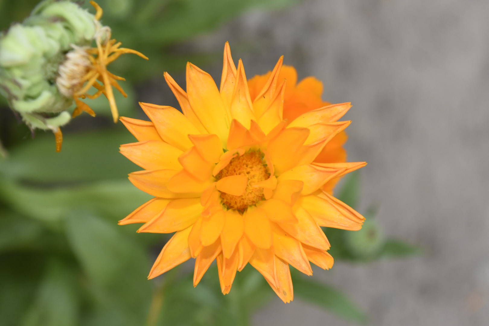 Nikon D7200 sample photo