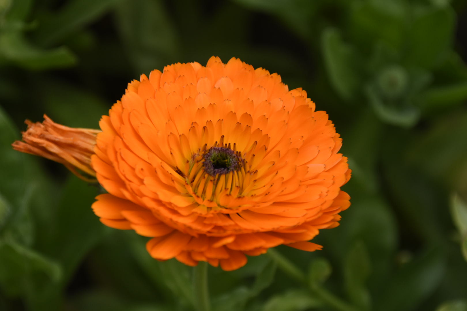 Nikon D7200 sample photo