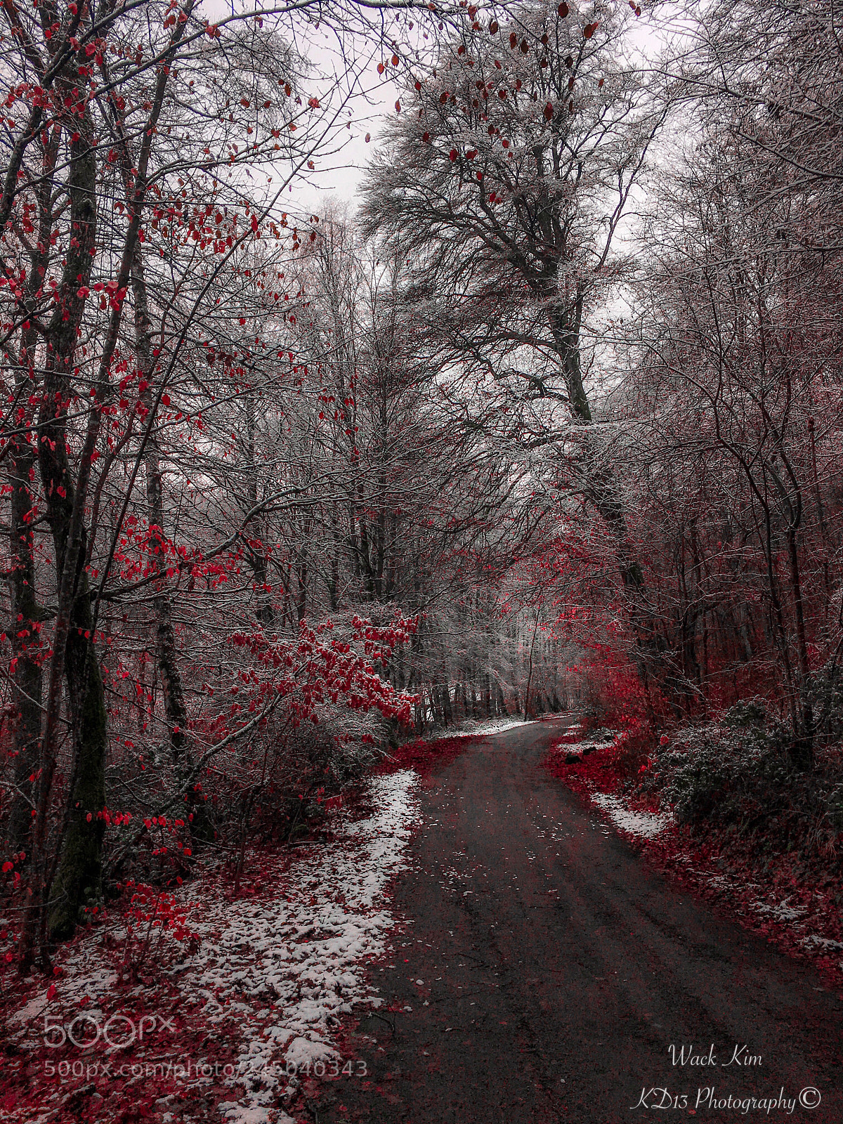 Apple iPhone 6s sample photo. Winter forest photography
