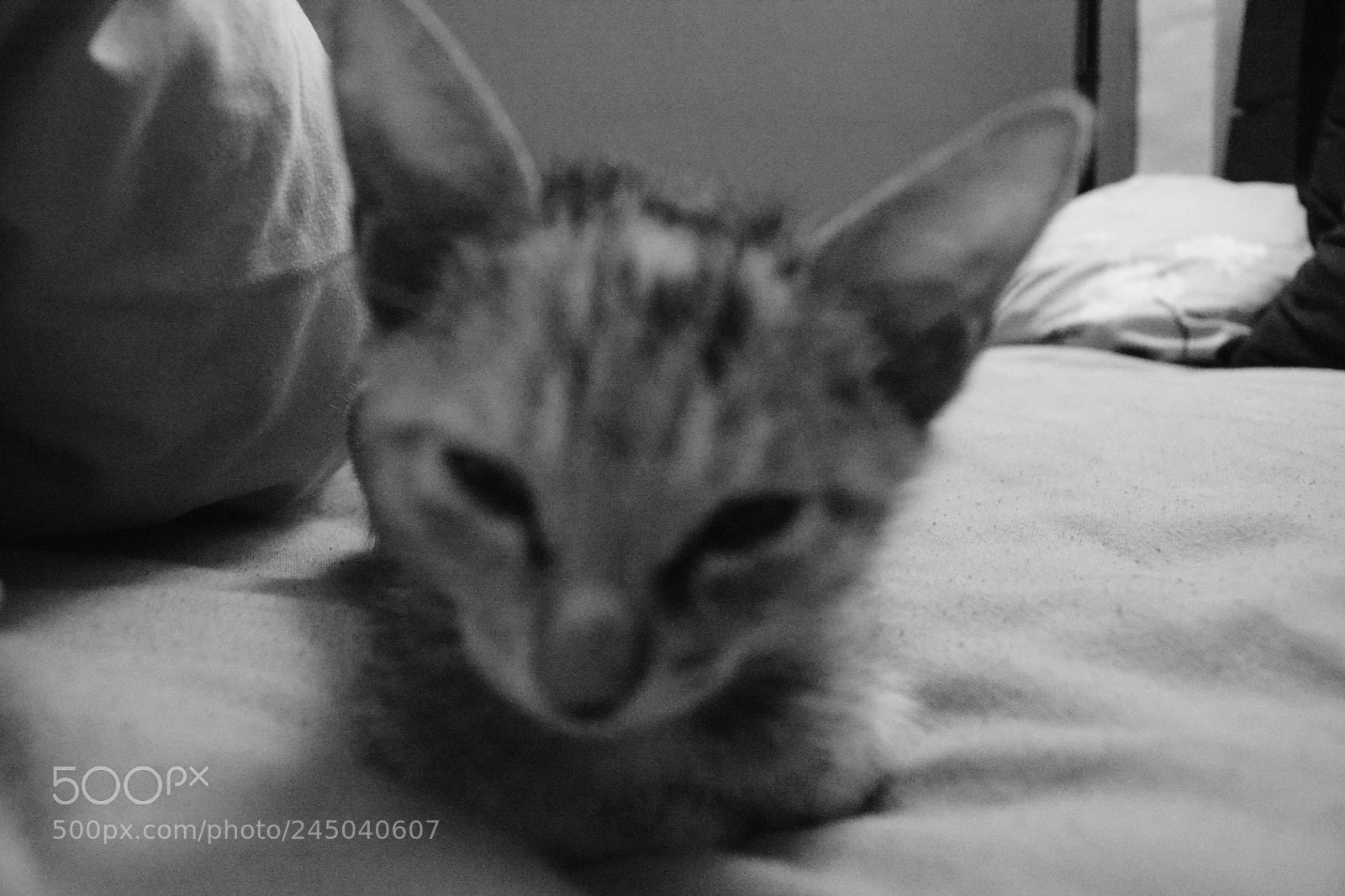 Nikon D5200 sample photo. Adopted stray kitten photography