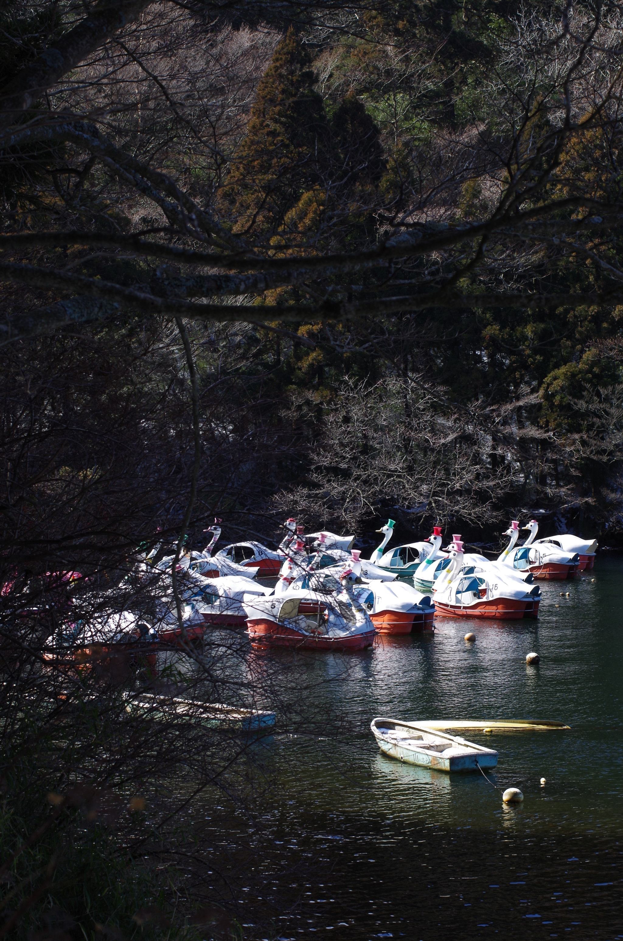 Pentax K-30 + Pentax smc DA* 55mm F1.4 SDM sample photo. 白鳥の湖 photography