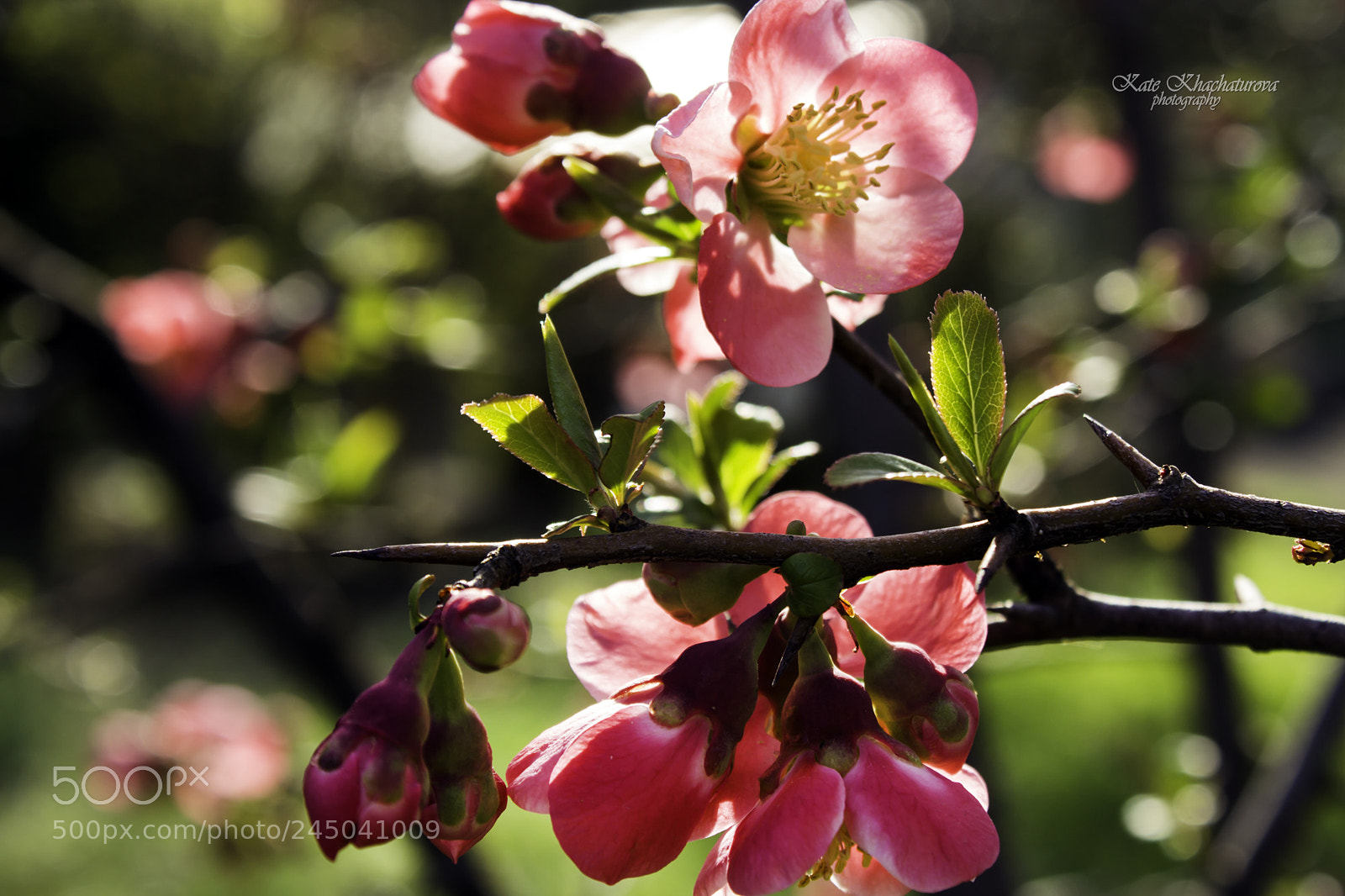 Canon EOS 60D sample photo. Img photography