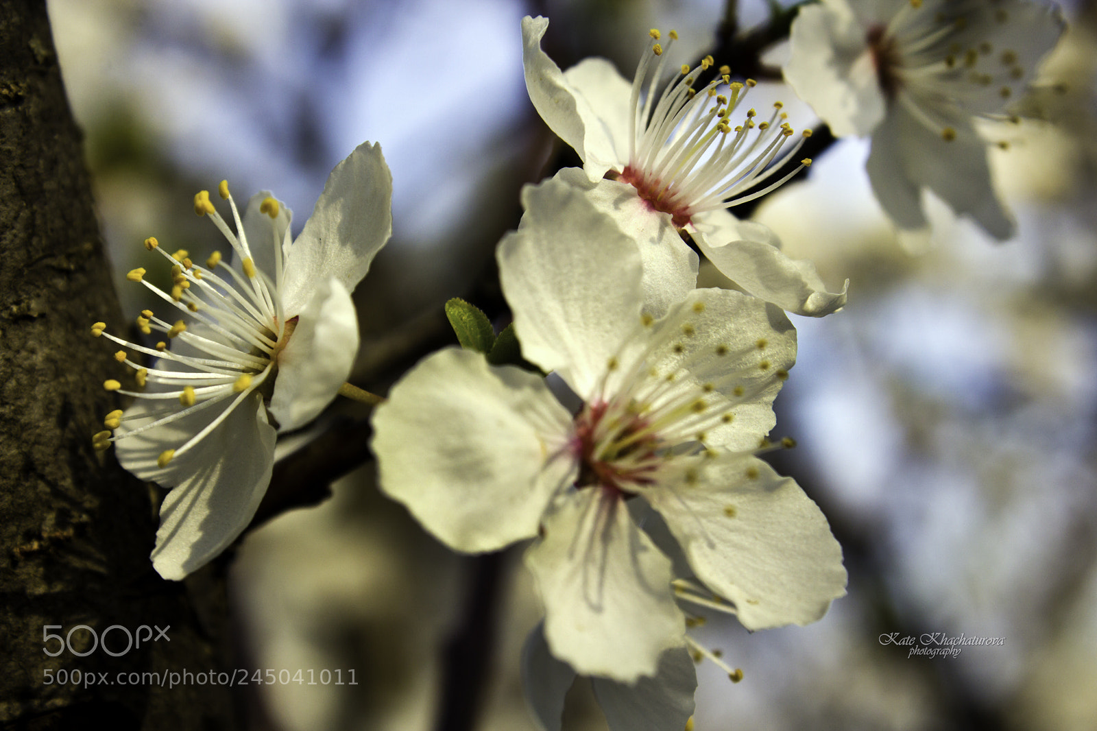 Canon EOS 60D sample photo. Img photography