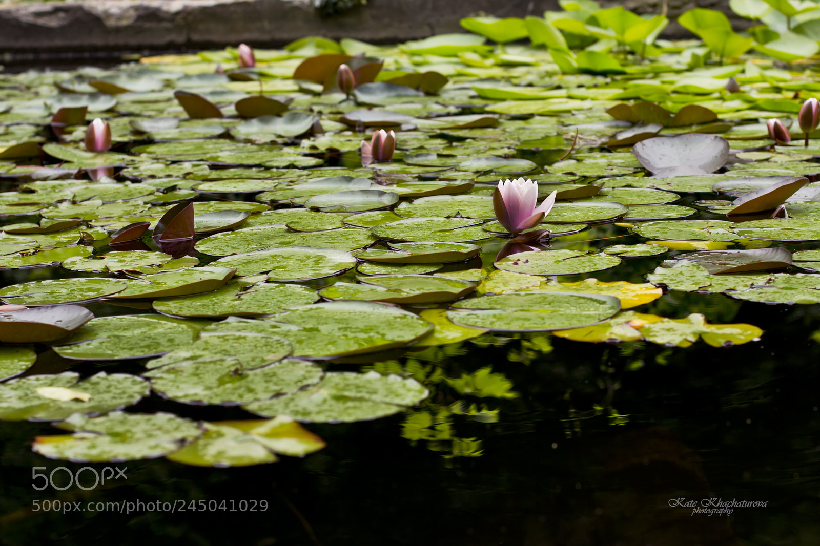 Canon EOS 60D sample photo. Img photography