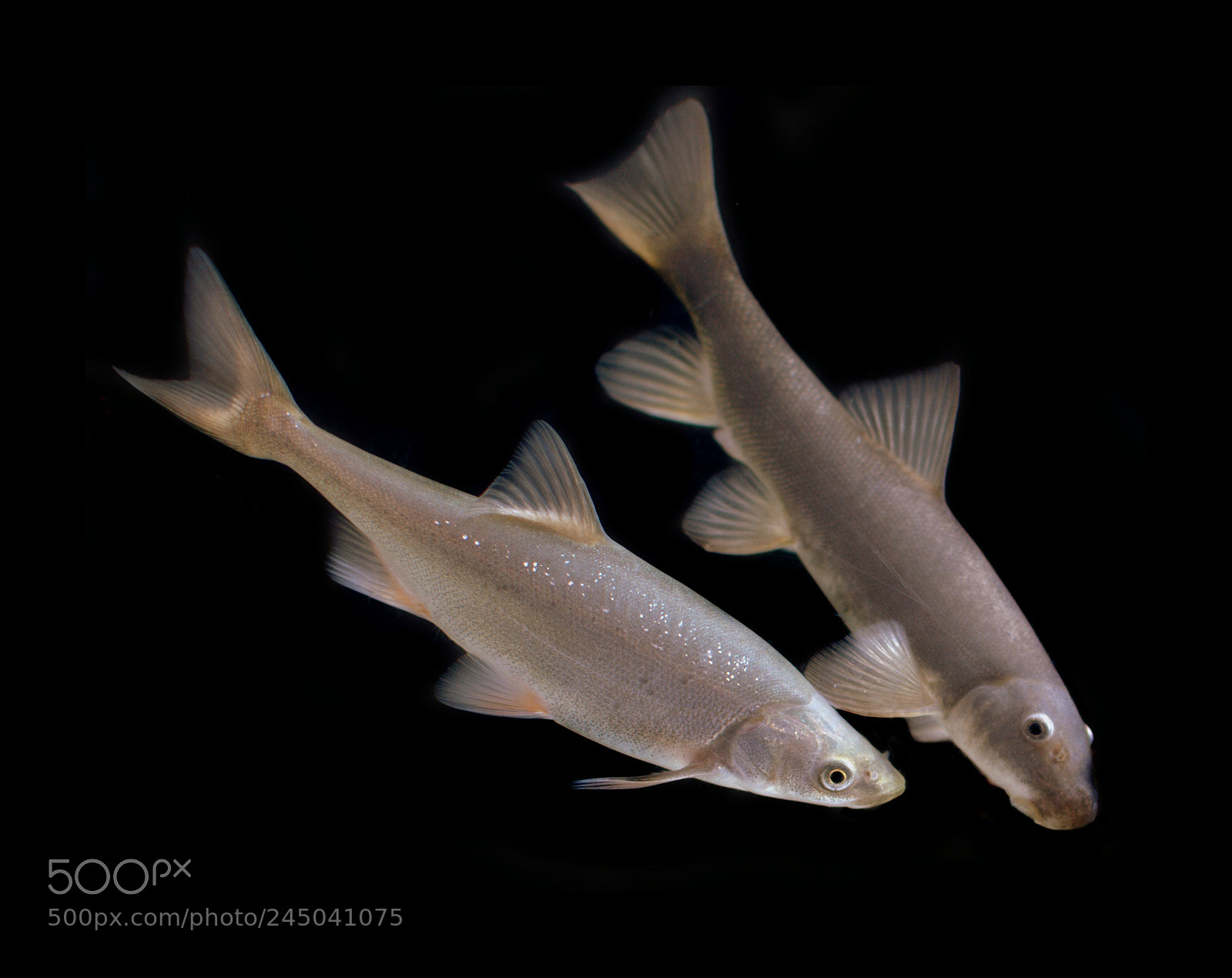 Nikon D3000 sample photo. Chub and sucker photography