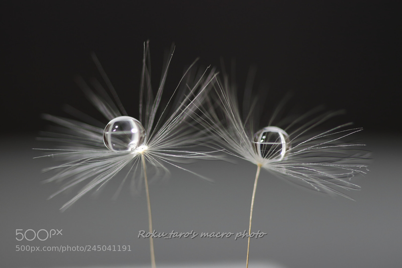 Canon EOS 700D (EOS Rebel T5i / EOS Kiss X7i) sample photo. ふた雫。。。two drops photography