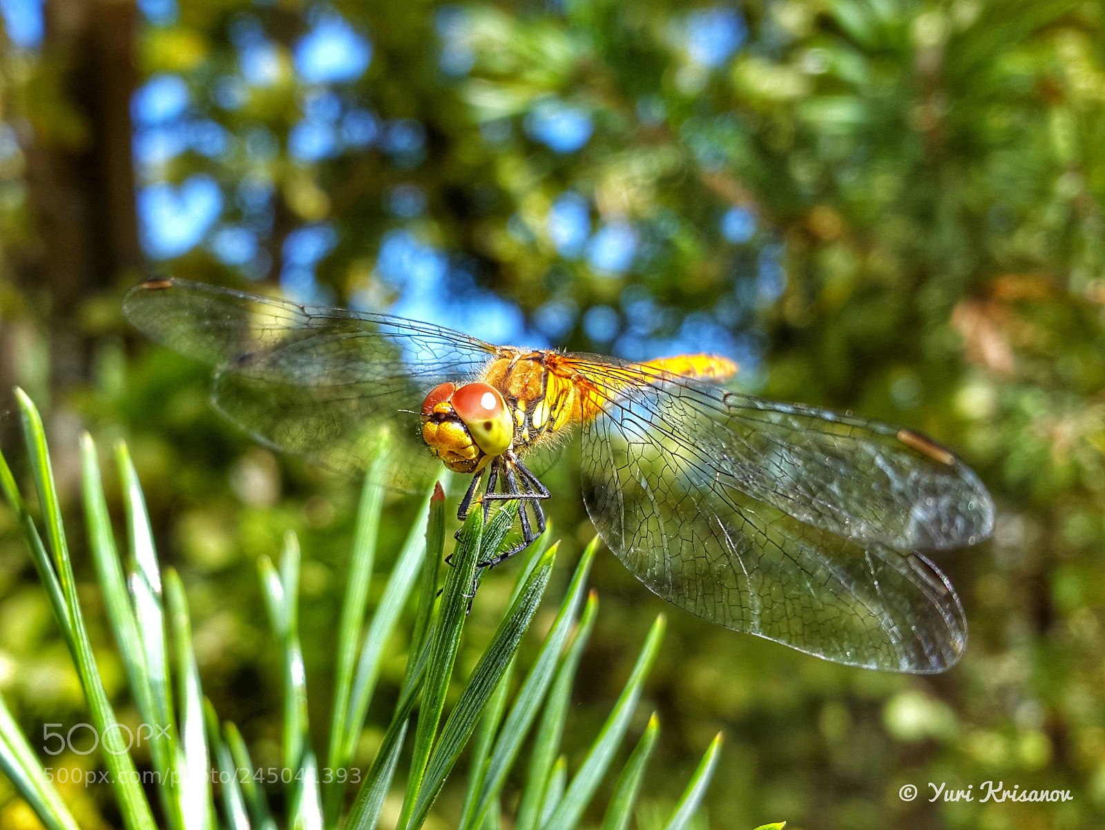 Samsung Galaxy Alpha sample photo. Dragonfly and pine needles photography