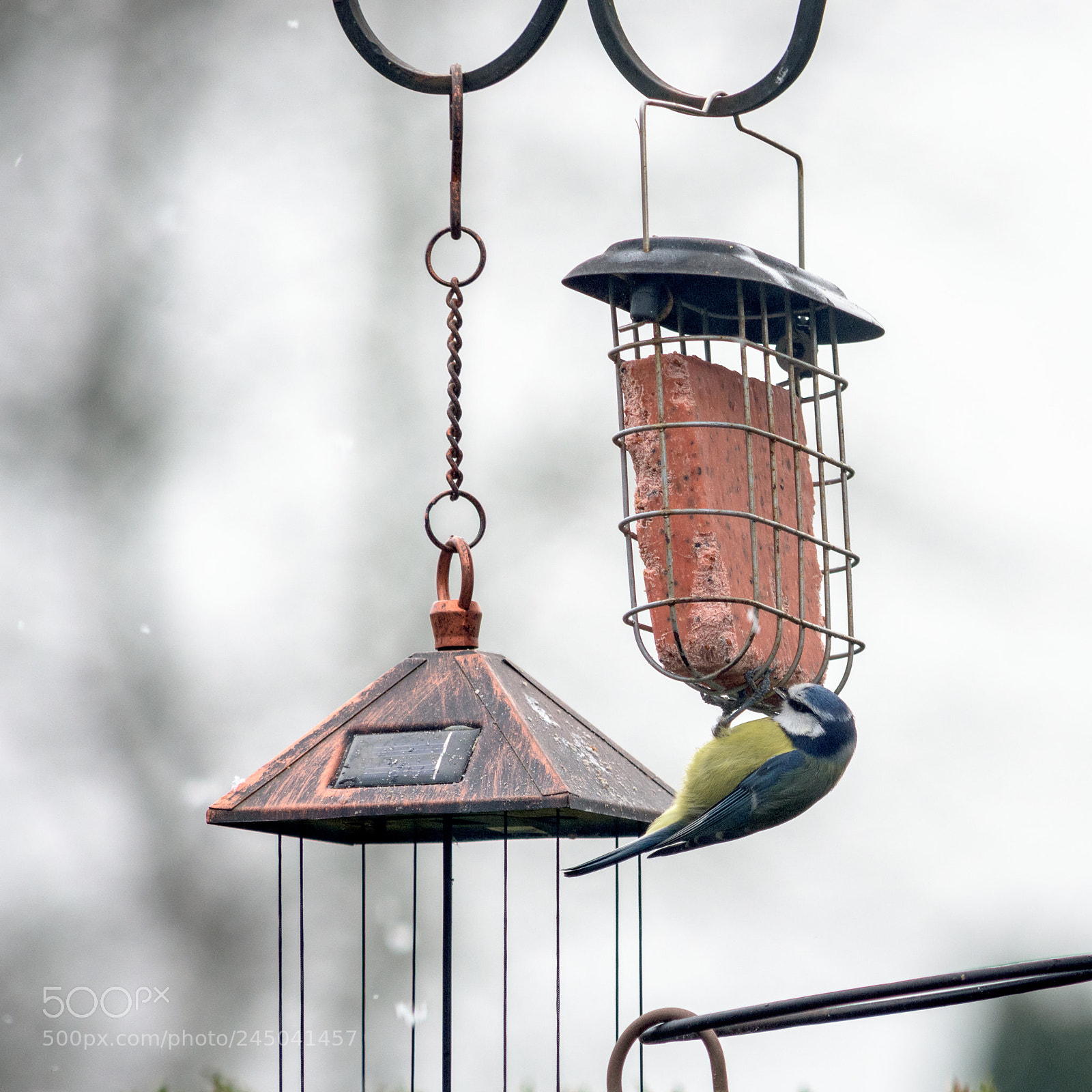Nikon D7200 sample photo. Garden birds_blue tit photography
