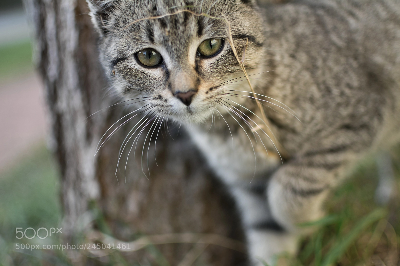 Nikon D7100 sample photo. Cat photography