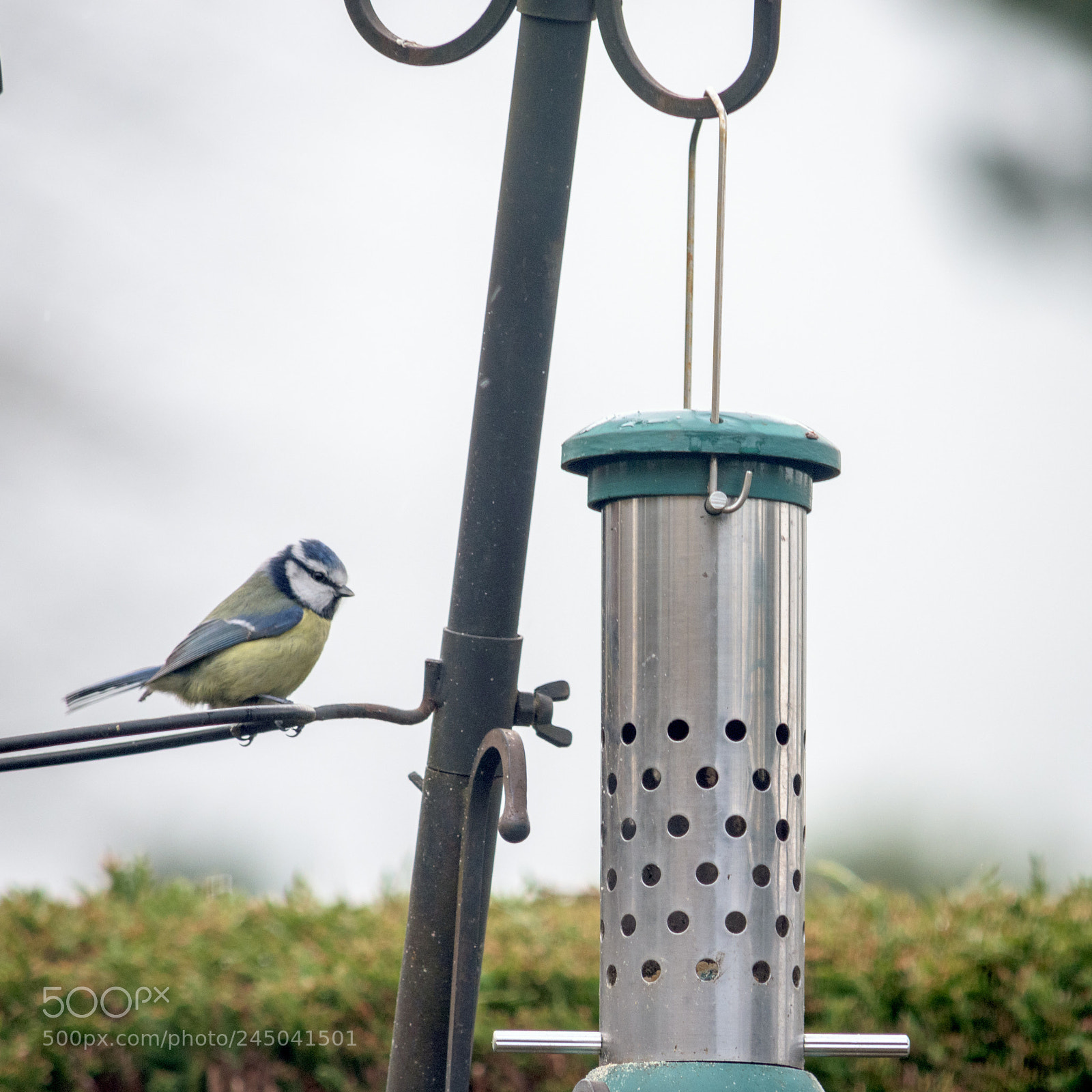 Nikon D7200 sample photo. Garden birds_blue tit photography