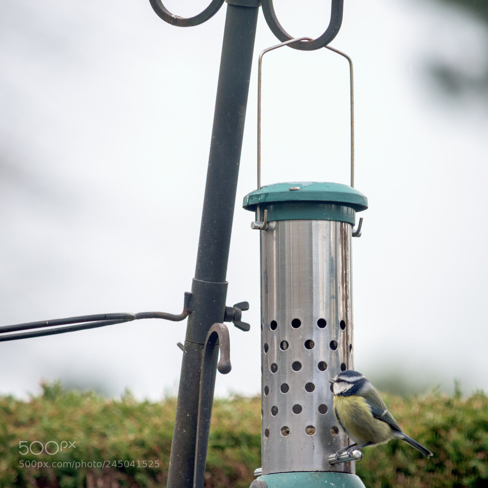 Nikon D7200 sample photo. Garden birds_blue tit photography