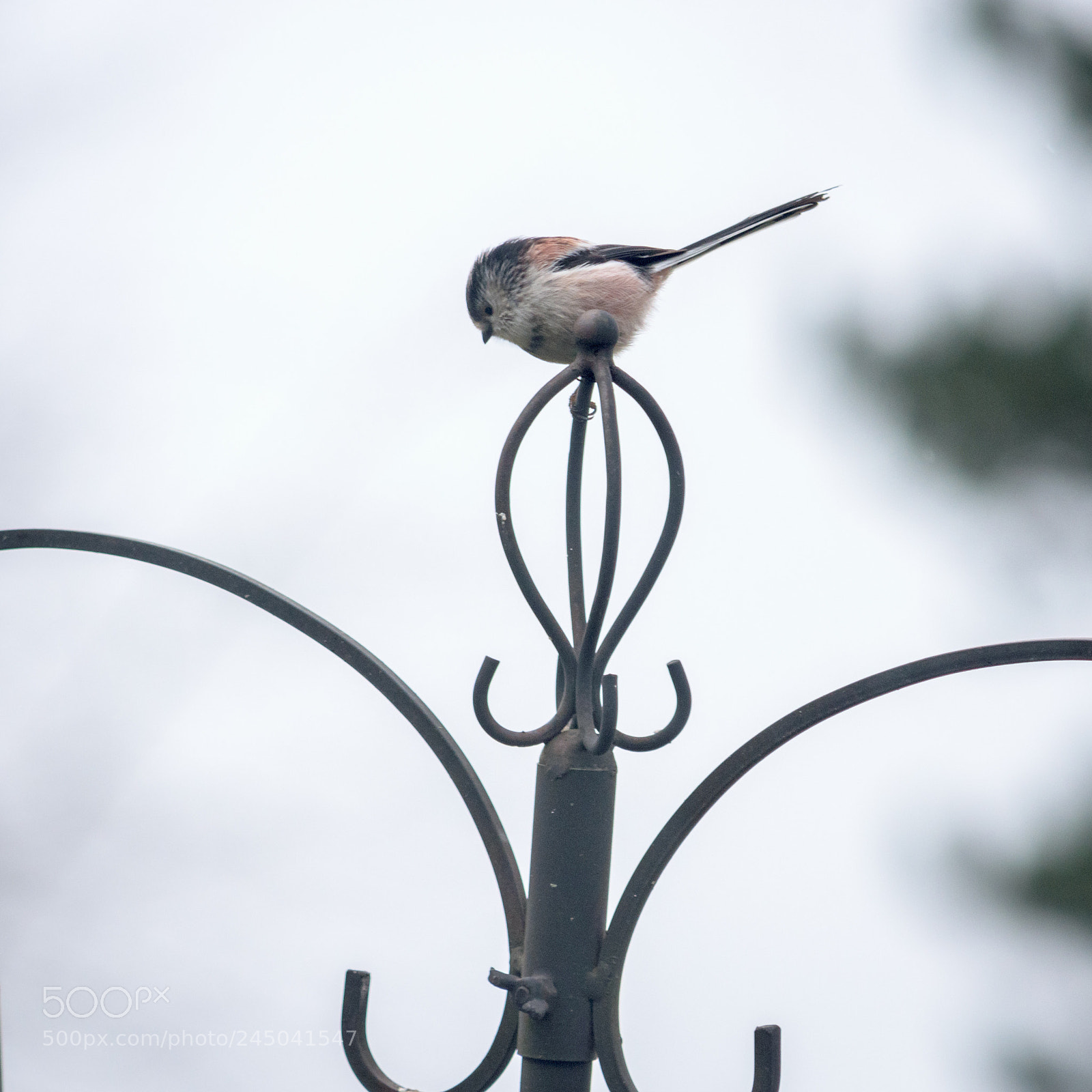 Nikon D7200 sample photo. Garden birds long tailed photography