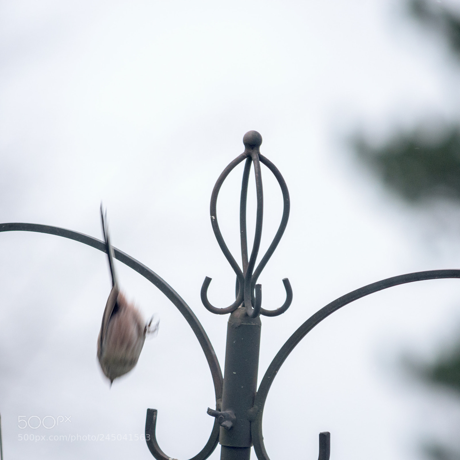 Nikon D7200 sample photo. Garden birds long tailed photography